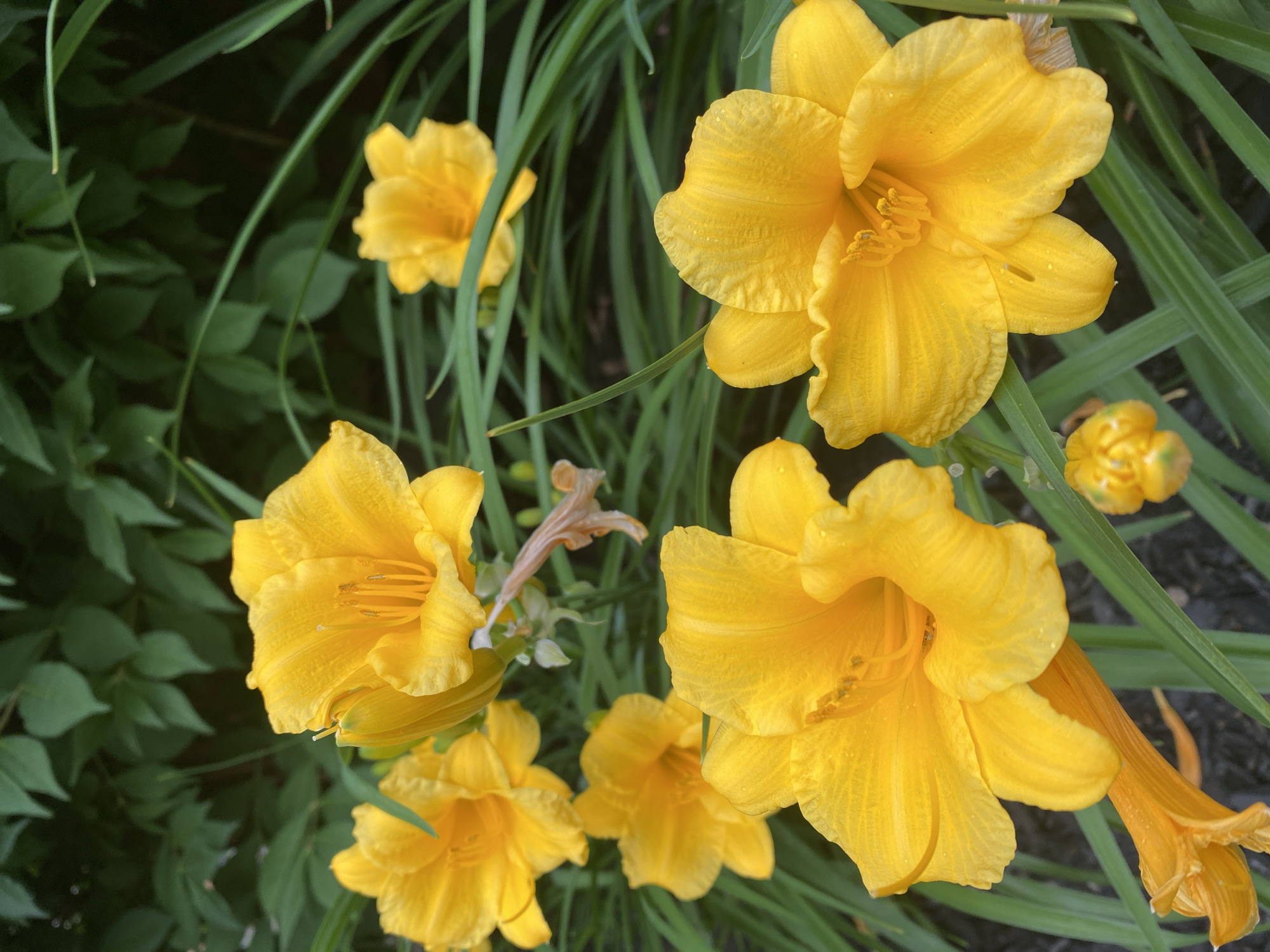 The image depicts a close-up view of several bright yellow daylily flowers in bloom, surrounded by lush green foliage and blades of grass. The flowers exhibit distinct trumpet-like shapes with ruffled petals and visible stamens and pistils. Some of the petals show water droplets, suggesting recent rain or dew. In the background, a dense cluster of dark green leaves forms a natural backdrop. The overall scene conveys a sense of vibrant floral life within an outdoor garden setting. The image was taken in the city of Pointe-Claire, Canada.