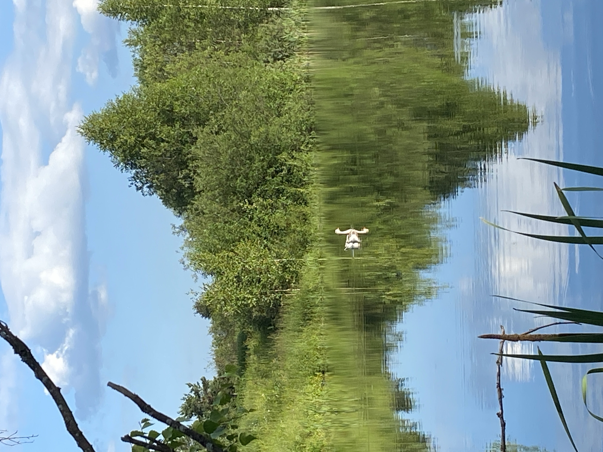 In Novyi Ural, Russia, a serene natural landscape is depicted. A calm body of water, likely a lake or pond, occupies the lower half of the image, reflecting the sky and the surrounding vegetation. The water is a vibrant green, mirroring the lush reeds and trees that line its banks. In the distance, a dense forest of various green trees forms a natural backdrop, under a bright blue sky dotted with fluffy white clouds. A lone goose is seen swimming peacefully on the water, its reflection clearly visible beneath it. In the foreground, reeds and a fallen branch emerge from the water, adding a touch of natural detail to the scene. The overall impression is one of tranquility and natural beauty, showcasing a peaceful moment in the Russian countryside.