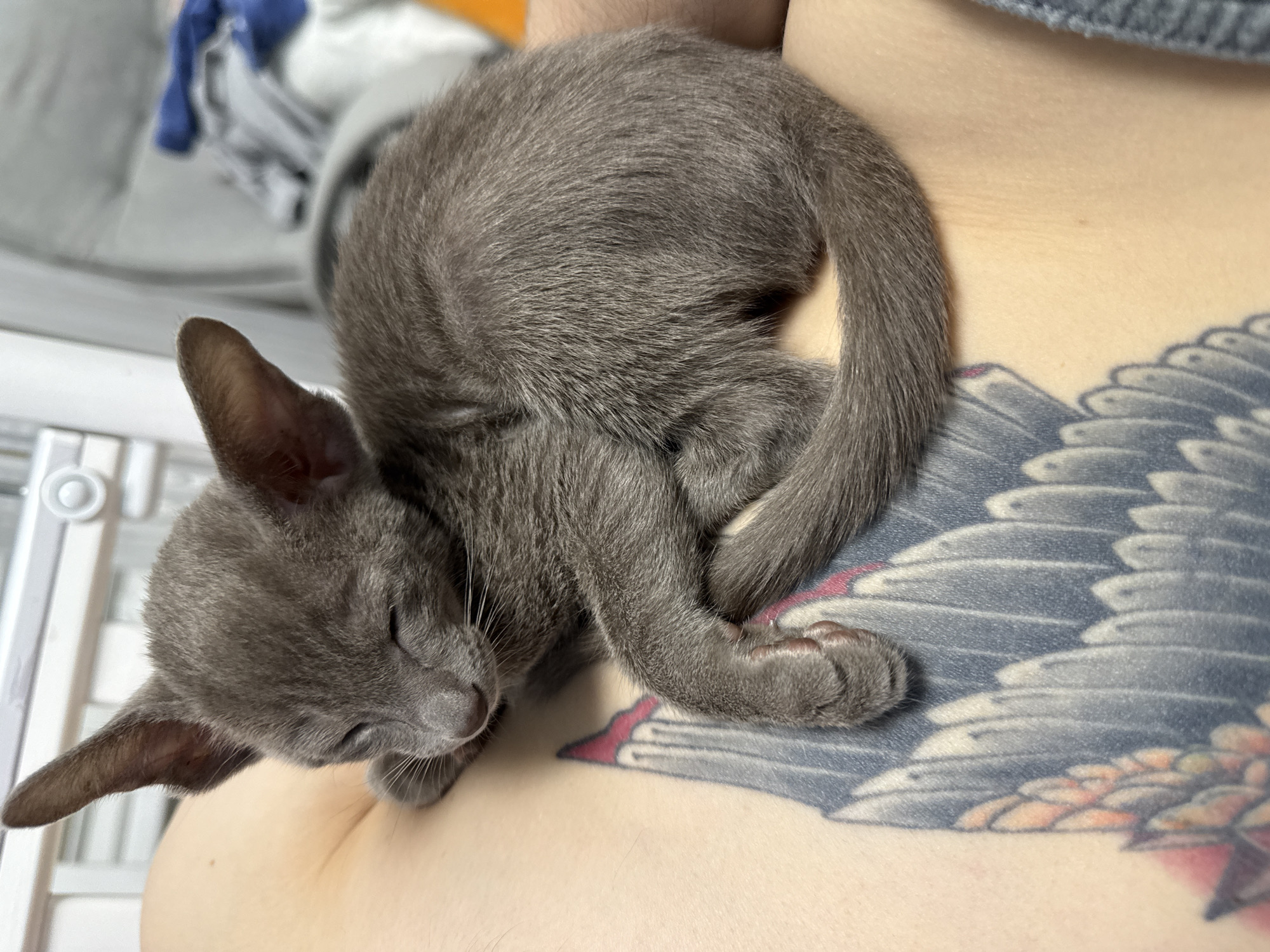 An Eastern European Shorthair kitten with gray fur is sleeping curled up on a person's chest, which has a large tattoo of a wing. The kitten's eyes are closed, and its paws are tucked in. The background is blurred, but appears to be an indoor setting with some laundry in the distance and a white crib or barrier. There is no discernible information about the location in Moscow, Russia.
