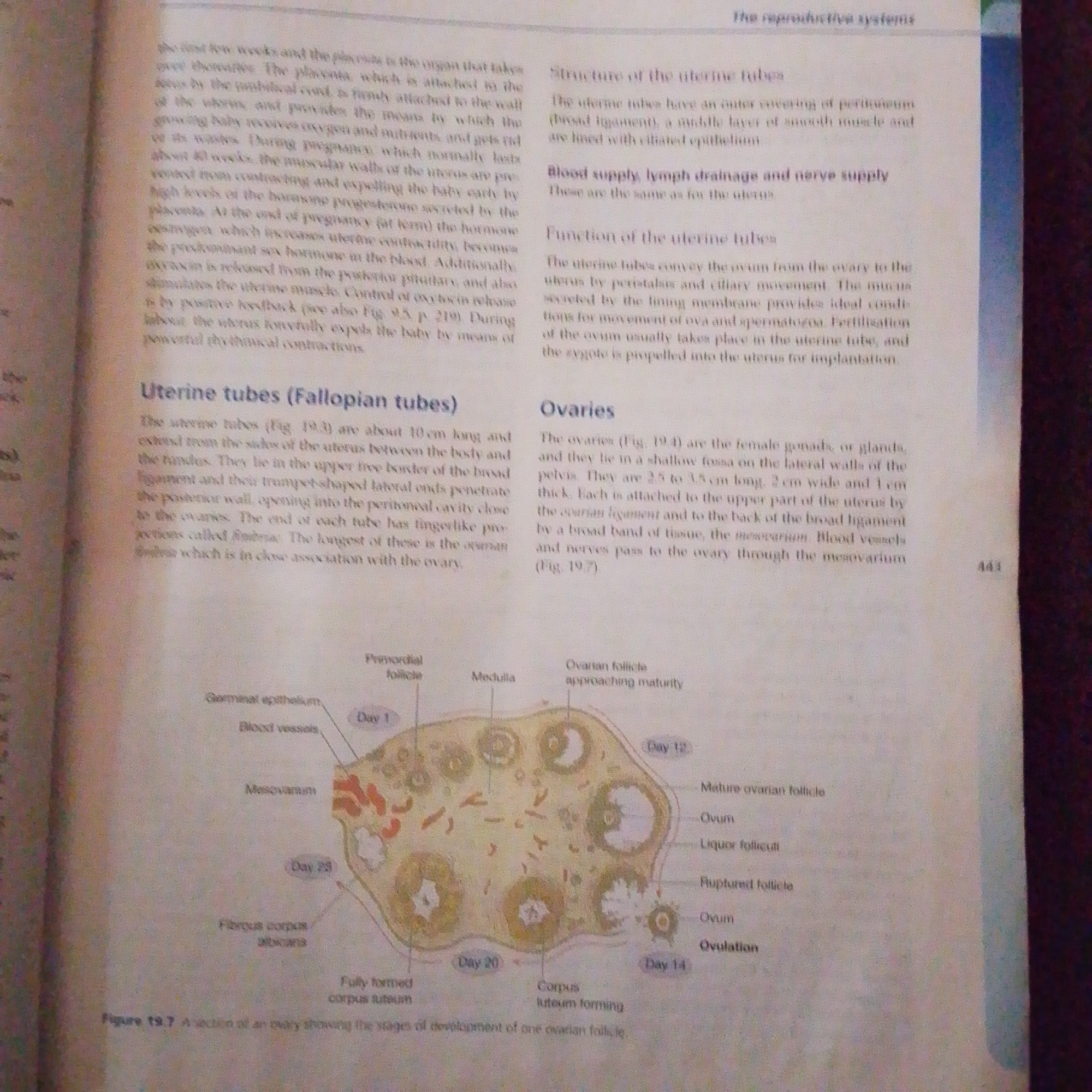 This is a close-up, eye-level photograph of an open textbook, with the right side of the image predominantly showing text and a diagram. The subject matter is anatomical and biological, specifically focusing on the female reproductive system. The left side of the image contains text that appears to be a continuation of the right side's content.
The right side of the image displays a section titled "The reproductive systems," with subsections "Structure of the uterine tubes," "Blood supply, lymph drainage and nerve supply," "Function of the uterine tubes," and "Ovaries." Below these headings is a detailed diagram of an ovary, illustrating various stages of follicular development and ovulation, labeled with days (Day 1, Day 12, Day 14, Day 20, Day 25) and anatomical structures like "Primordial follicle," "Medulla," "Germinal epithelium," "Blood vessels," "Mesovarium," "Ovarian follicle approaching maturity," "Mature ovarian follicle," "Ovum," "Liquor folliculi," "Ruptured follicle," "Corpus luteum forming," and "Fully formed corpus luteum." There is also page number "441" visible on the far right.
The left side of the image contains more text, continuing descriptions of the placenta, pregnancy, hormones like progesterone and oxytocin, and uterine contractions. It also includes a heading "Uterine tubes (Fallopian tubes)" with a descriptive paragraph. The text appears to be from a biology or anatomy textbook.
The lighting is consistent, suggesting an indoor setting, likely a room with artificial light. There are no people visible in the image, and the focus is entirely on the textbook content. The overall impression is that of an educational resource being studied or presented. No specific time of day, weather, or emotional cues are discernible. The location context of Jalingo, Nigeria, does not provide any specific visual cues within the image itself, as it is a photograph of a book.