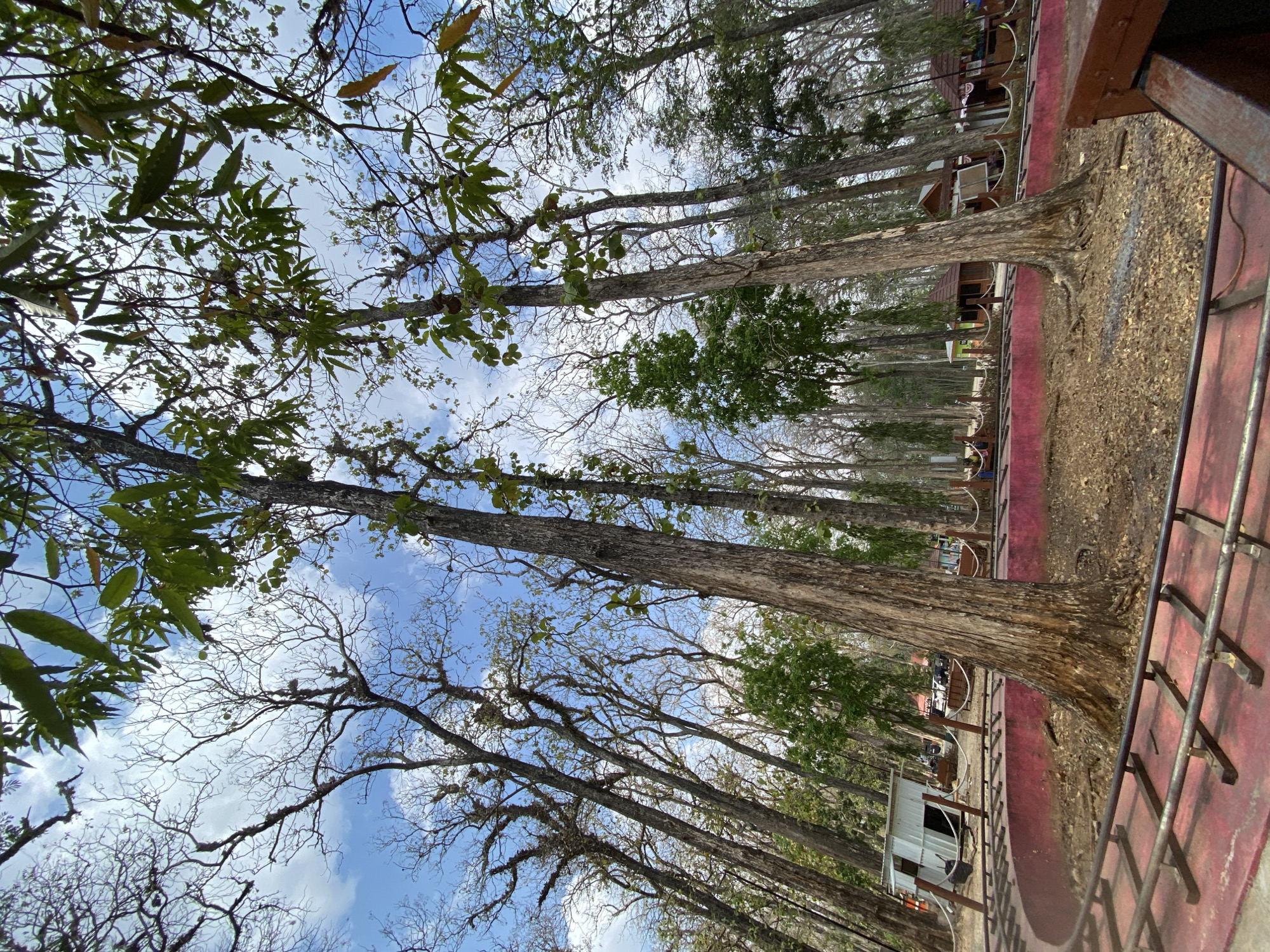 This is a low-angle, medium shot of a wooded area with a curved track in the foreground. The track is made of dark metal rails on wooden sleepers, set on a red surface. Beyond the track, the ground is covered with dry leaves and dirt. Several tall trees with rough bark and sparse foliage dominate the scene, reaching up towards a blue sky with scattered white clouds. Some trees are bare, while others have green leaves, creating a contrast. In the background, there are small structures that appear to be buildings with wooden walls and roofs, possibly stalls or shelters, and some vehicles are visible. The overall impression is that of an outdoor park or attraction. The presence of the track suggests it might be a roller coaster or a train ride. The location is identified as Ketileng, Indonesia. There are no people clearly visible or engaged in any specific actions.
