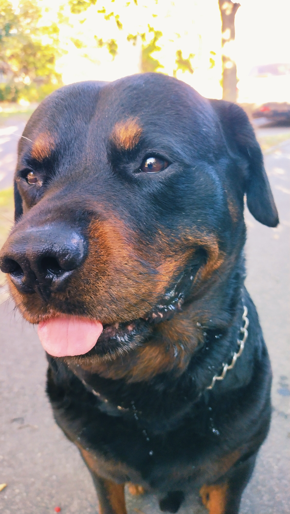 A Rottweiler dog with black and tan markings is the subject of this close-up outdoor photograph. The dog's head is angled slightly to its left, with its tongue hanging out. Drool is visible around the dog's mouth. The background consists of blurred foliage, suggestive of a park or street setting, with hints of sunlight filtering through trees. The setting is not identifiable as the city of Horishni Plavni, Ukraine.