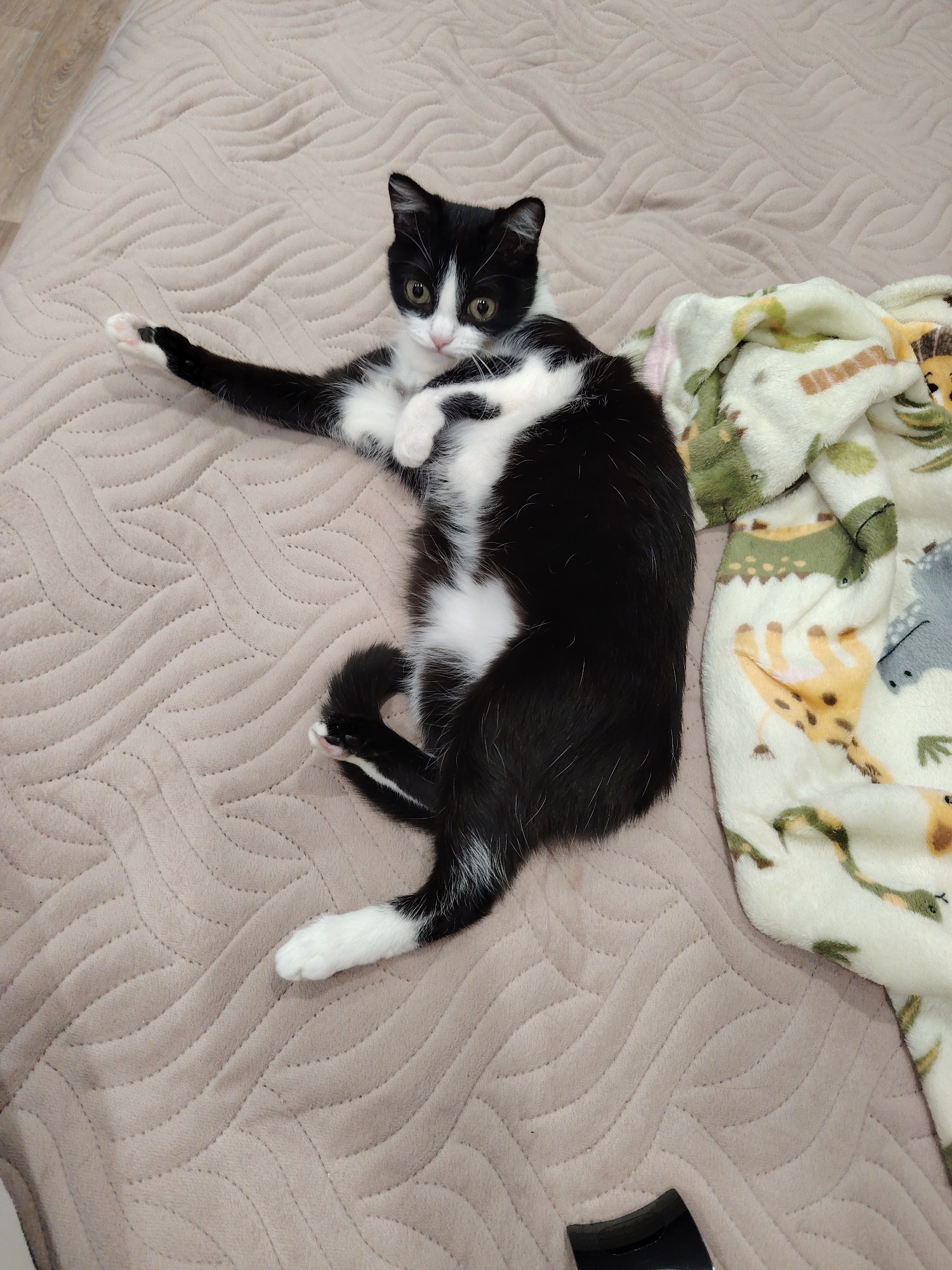 A tuxedo cat lies on its back on a beige quilted blanket. The cat has a black body with a white belly and paws, and a black head with white markings around its eyes and mouth. It is looking towards the camera. One paw is extended outward, and the other is bent near its belly. The blanket is beige and has a wave-like pattern. A white blanket with cartoon animals is to the right of the cat. The location is Unknown, Unknown.
