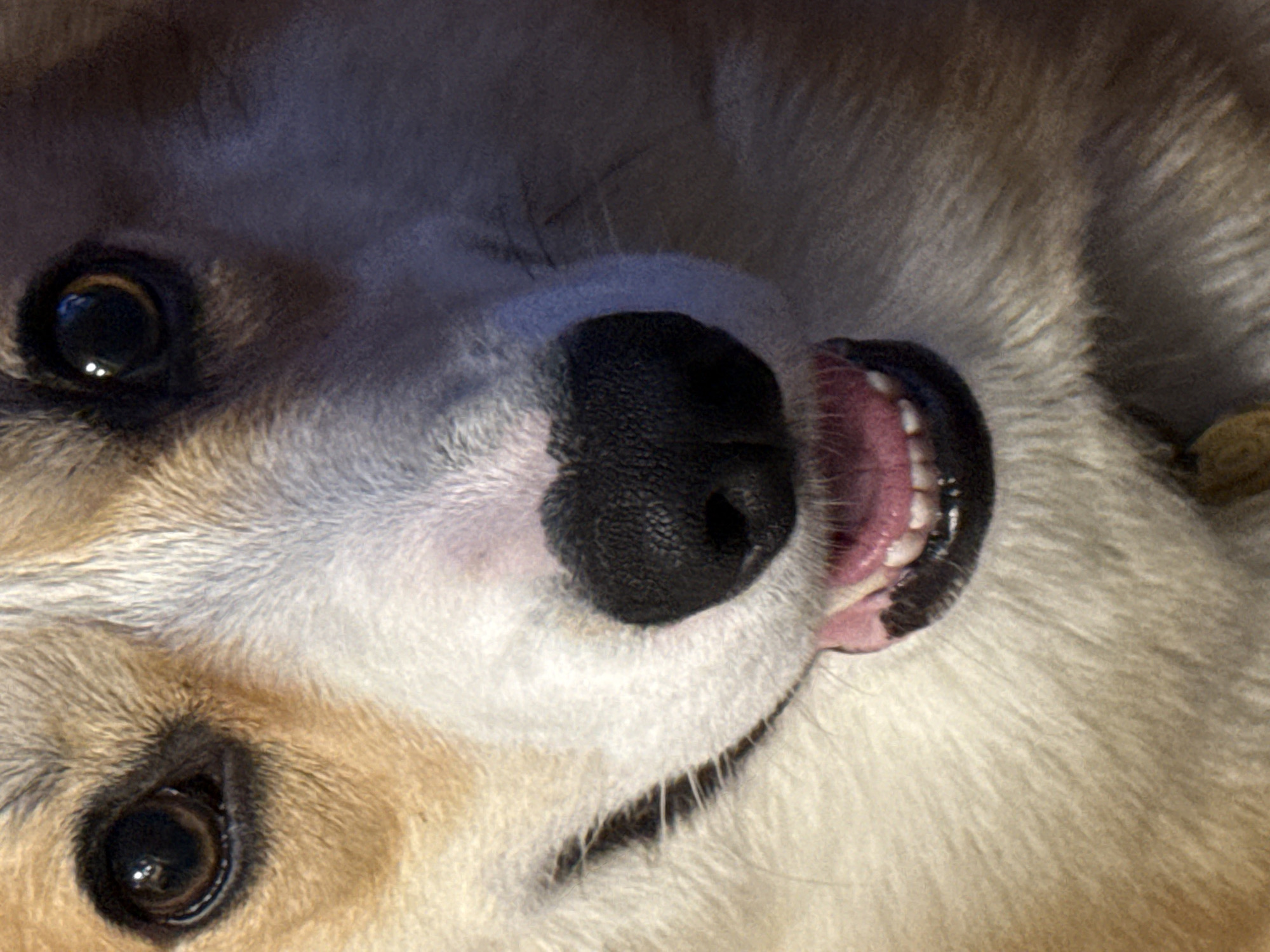 A close-up, slightly skewed image shows the face of a dog with light brown and white fur. The dog is tilted so its eyes are at the upper left and lower left corners of the frame. The dog's black nose is centered, and its mouth is partially open, revealing pink gums and small white teeth. The background consists of the dog's fur. The location is not discernible from the image and could not be determined to be Votkinsk, Russia.