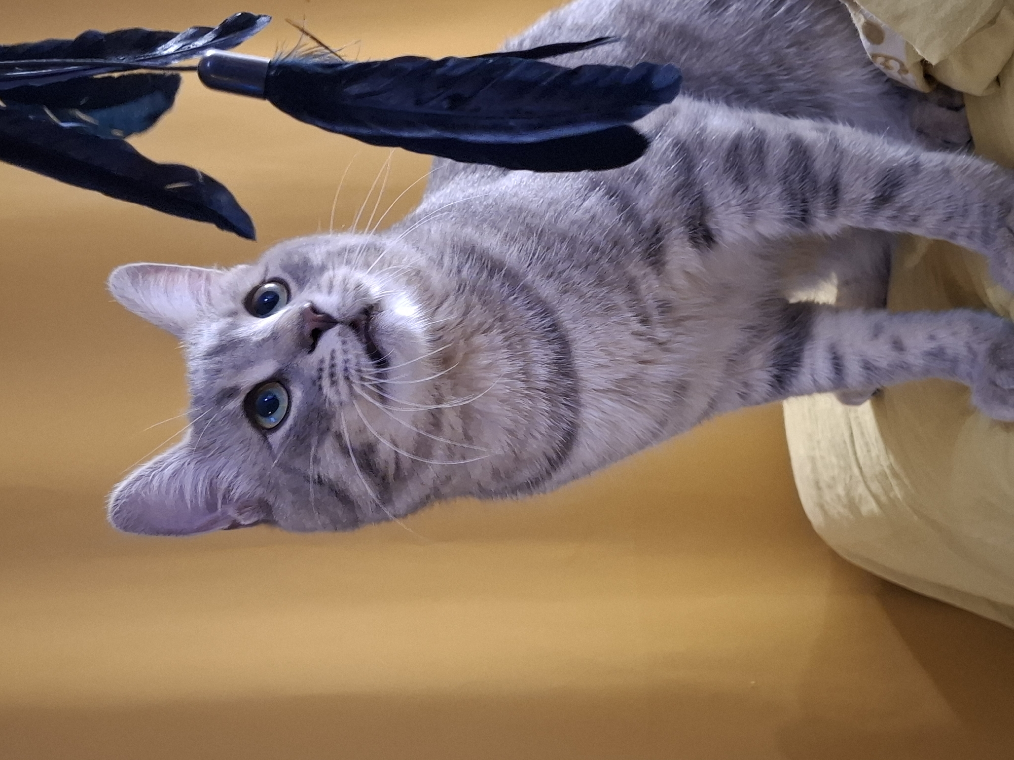 A grey tabby cat with bright green eyes is looking up and to the right at a toy with black feathers. The cat is sitting on a yellow surface, possibly a cushion or blanket, against a plain yellow background. The cat's fur is short and appears to be well-groomed. Its ears are perked up, and its whiskers are fanned out. The toy is suspended from above, and the cat's gaze is focused on it. The lighting is soft and warm, creating a cozy atmosphere. No specific location in Zemun Urban Municipality, Serbia can be identified from the image.