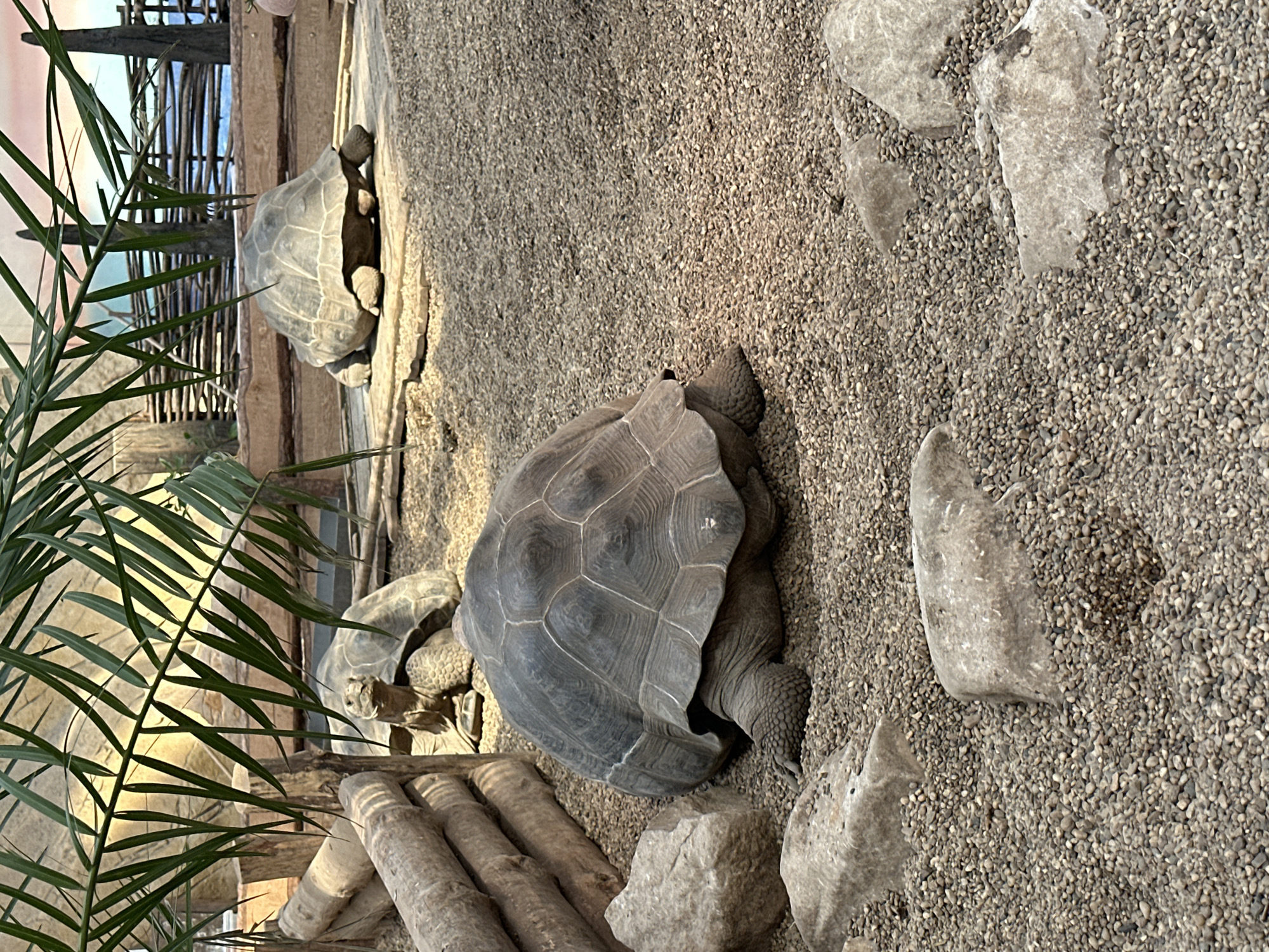 The image shows a collection of Galapagos tortoises in an enclosure, likely within the Wrocław Zoo in Poland. Three tortoises are clearly visible, with one prominent in the center, its textured gray shell facing the viewer. The tortoises are situated on a gravelly, sandy ground interspersed with several light-colored rocks. A palm-like plant occupies the left side of the frame, partially obscuring some elements. Behind the central tortoise are some wooden structures, perhaps part of the enclosure's design. The enclosure is lit with a soft, diffused light.