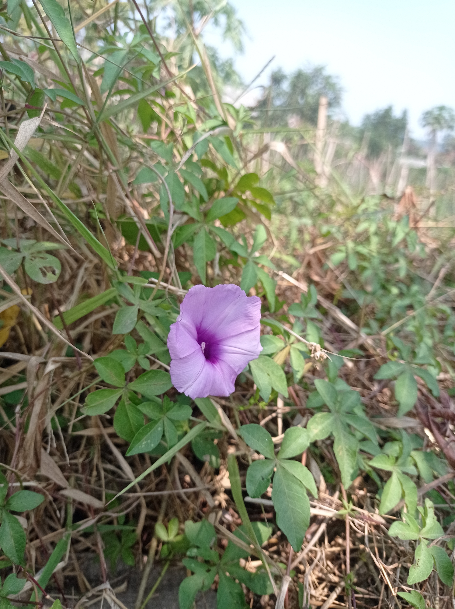 A single, light purple, trumpet-shaped flower is in focus in the center of the frame, with its petals slightly unfurled. It is surrounded by green leaves and dry, brown grass. The background is blurred, showing more vegetation and a faint hint of a bright sky, suggesting an outdoor setting in Pandanmulyo, Indonesia. There are no people or animals visible in the image. The lighting suggests it is daytime.