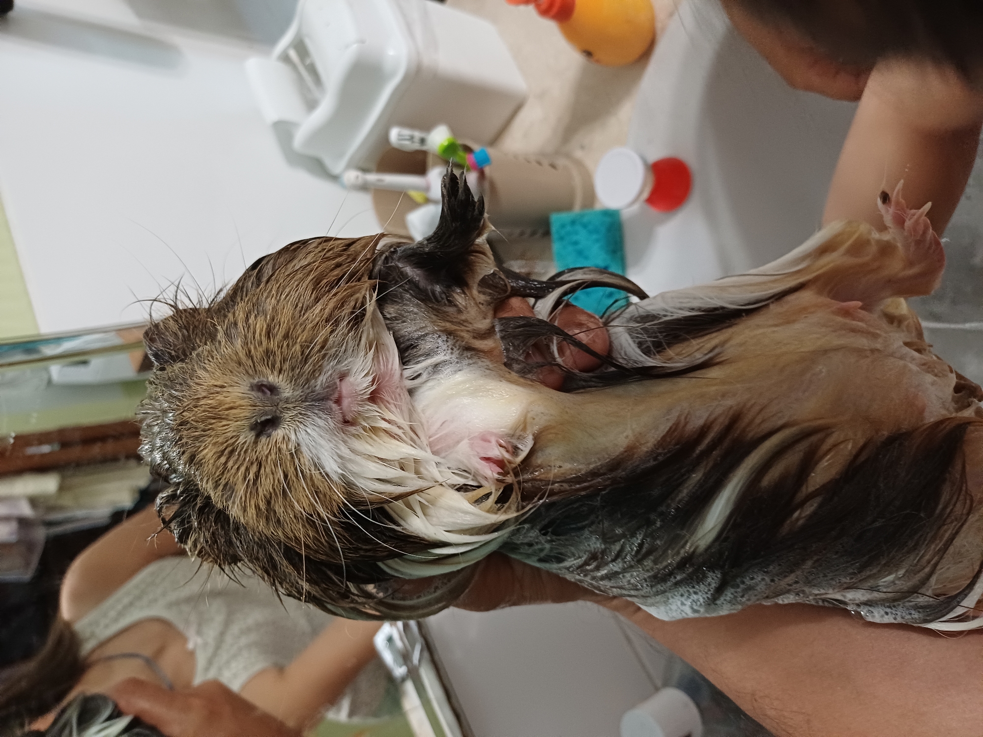 The image shows a guinea pig being bathed in a sink. The guinea pig is wet and covered in soap. Its fur is brown and white. The guinea pig is being held by a person whose hands are visible in the foreground. In the background, there is a white sink with a faucet and some toiletries, including a blue sponge and a red-capped bottle. The scene appears to be indoors, likely in a bathroom. The lighting suggests it could be daytime. The overall mood seems to be one of care and grooming. There is no visible text in the image.