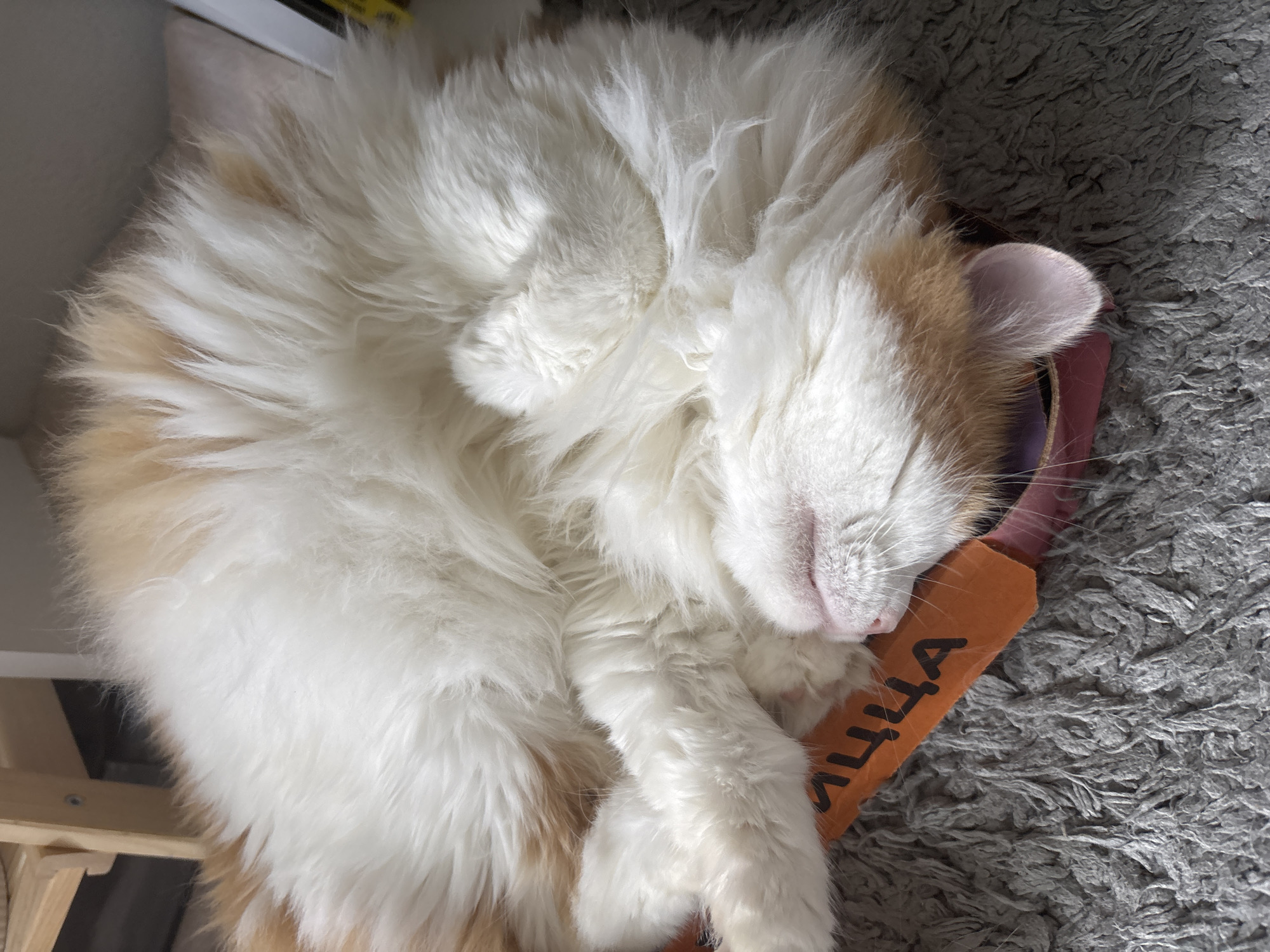 A fluffy ginger and white cat is curled up asleep on a grey rug. The cat is lying on its back, with its legs tucked in and its face hidden in its fur. An orange tag with black lettering is partially visible beneath the cat's head. The scene appears to be indoors, with the hint of wooden furniture in the background.