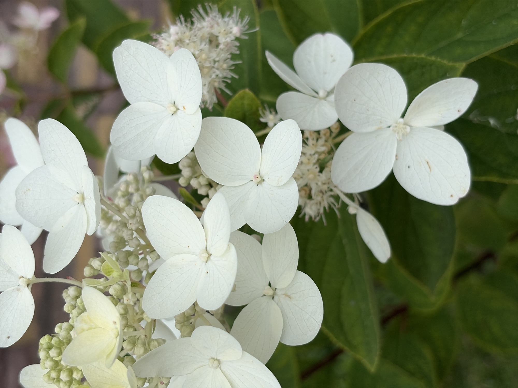The image shows a close-up of white hydrangea flowers with green leaves in the background. The flowers are clustered together, with some individual blossoms clearly visible. The petals are delicate and veined, and the center of each flower has a small cluster of stamens. The leaves are a deep green and appear slightly out of focus, creating a soft bokeh effect. The overall impression is one of natural beauty and tranquility. The image does not contain any information about the city of Balashikha, Russia.