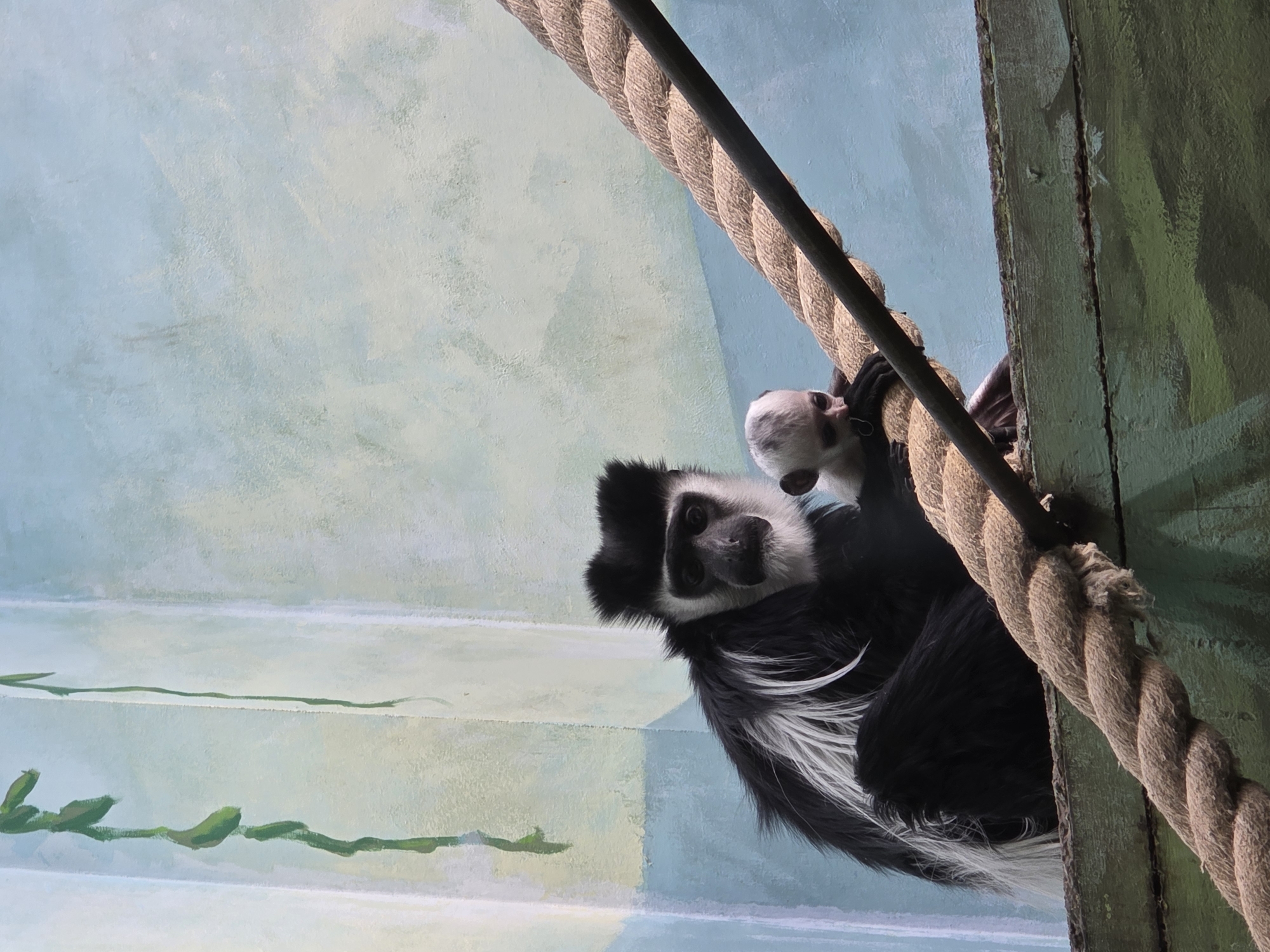 A black and white monkey, possibly a colobus monkey, is suspended from a thick rope near a green wooden structure. The background consists of a light blue and white wall painted with horizontal stripes, possibly depicting a habitat or enclosure. The scene is indoors. There is no evidence to confirm the city of Uspenskii, Russia.