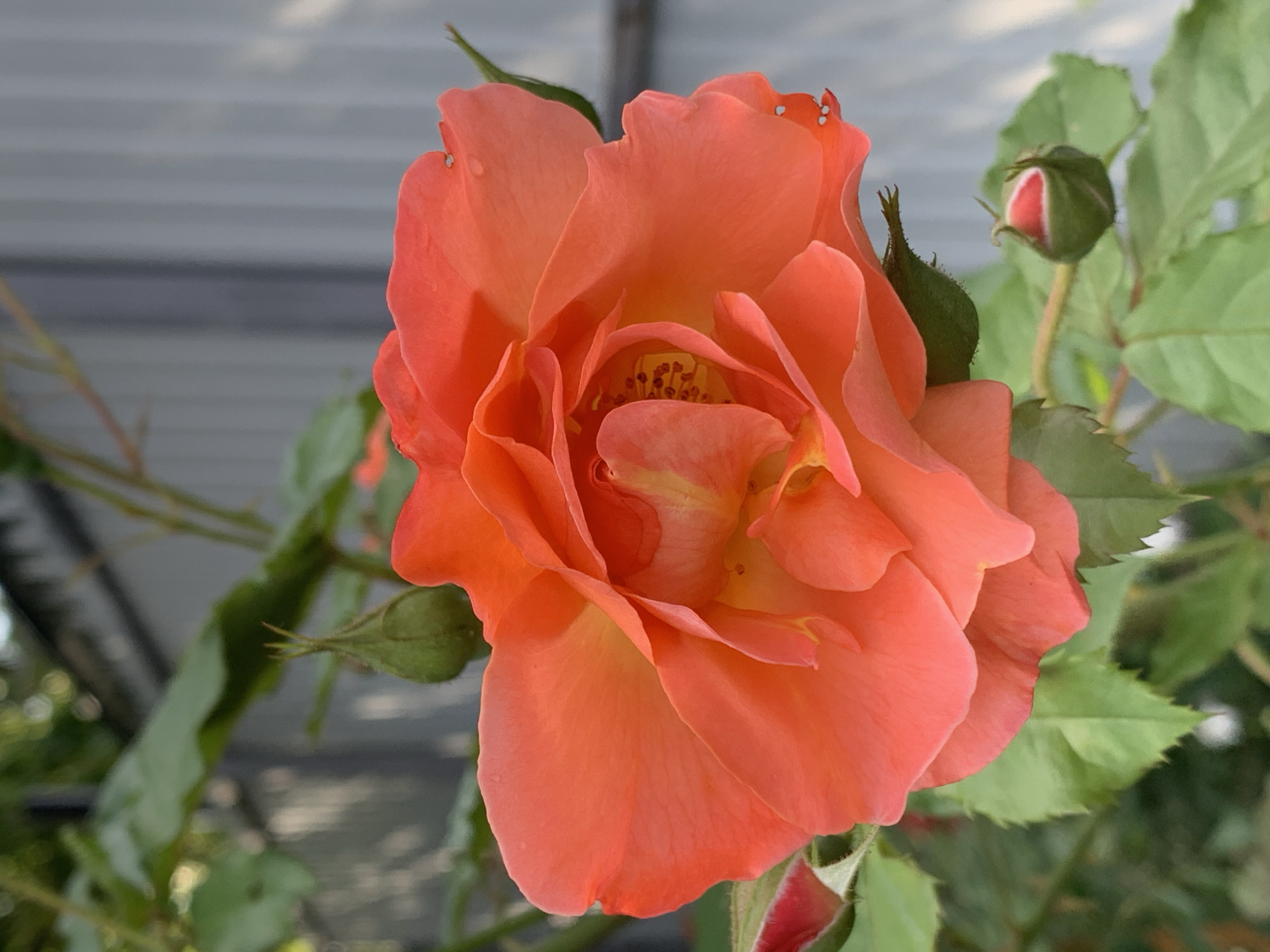 This is a close-up photograph of a blooming coral-colored rose. The rose is the central subject, with its petals unfurling to reveal a cluster of stamens in the center. The petals have a delicate texture, and some appear to have small water droplets on them. To the right of the main rose, there is a rosebud, partially closed and showing hints of pink and red within its green sepals. Other rosebuds and green leaves are visible in the background, some in focus and others blurred. The background also includes what appears to be a textured gray surface, possibly part of a building or structure, and some out-of-focus greenery and light, suggesting an outdoor setting. The lighting suggests it could be daytime, with natural light illuminating the flower. There is no visible text in the image. The overall impression is one of natural beauty and the delicate stages of a rose's bloom.