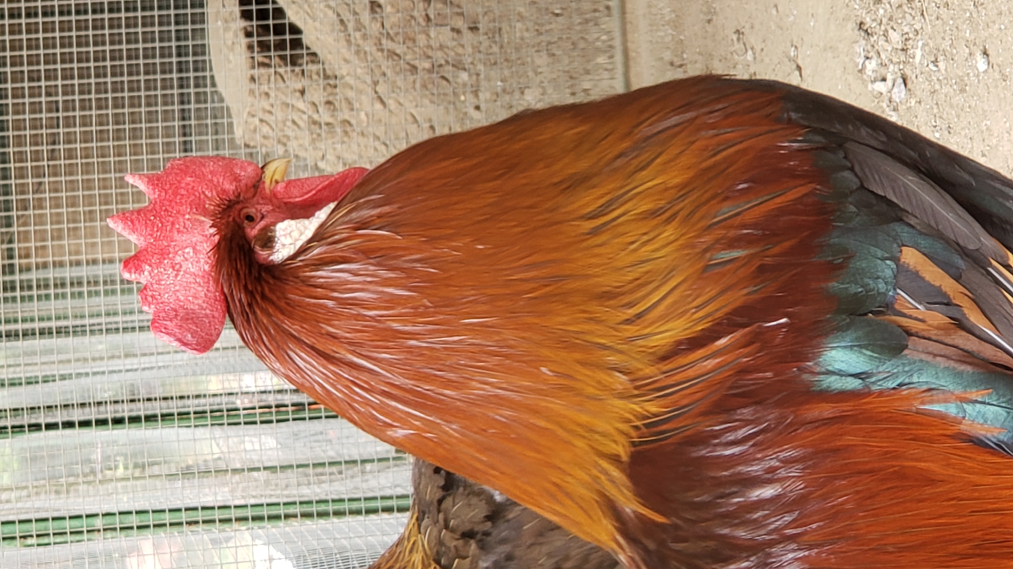 A close-up, eye-level, vertical shot shows a rooster in an outdoor enclosure. The rooster is facing right, with its head and upper body filling most of the frame. Its comb is bright red and serrated, and its eye is visible. The rooster has iridescent orange and brown feathers on its neck and back, transitioning to darker, greenish-blue feathers on its rear. The background consists of a wire mesh fence, some green foliage beyond it, and a textured, rocky surface. The ground appears to be dirt and small stones. No specific location within Prešov, Slovakia is identifiable from the image.