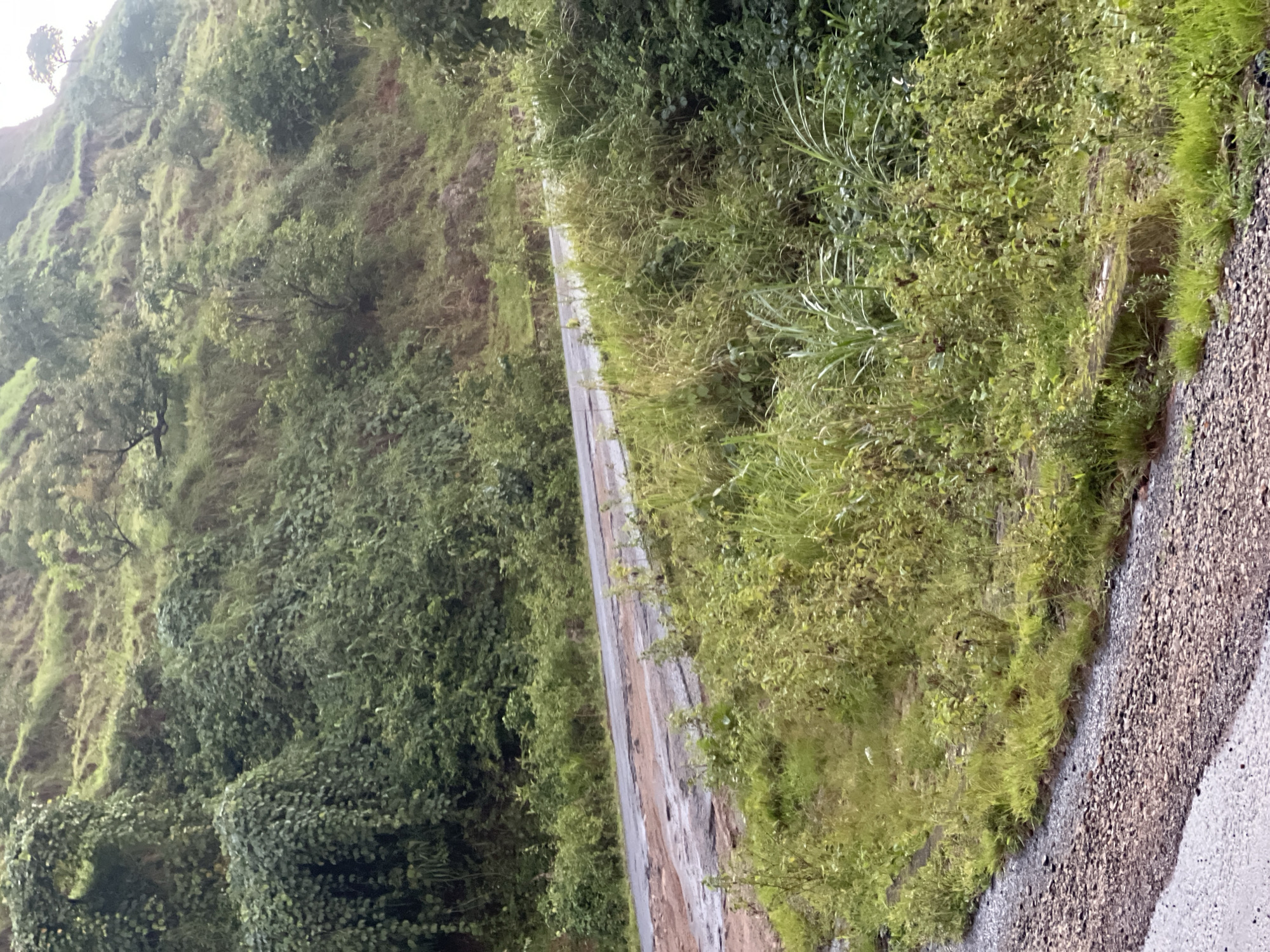 The image depicts a roadside scene in a lush, green, and hilly environment. The primary subjects are the road and the abundant vegetation surrounding it. The road appears to be paved but shows signs of wear and tear, with some sections looking muddy or damaged, suggesting it might have recently experienced rain.
On either side of the road, dense foliage of various shades of green dominates the landscape. Tall grasses and smaller bushes grow right up to the edge of the road, and further up the slopes, a variety of trees and plants form a thick canopy. The hillside on the left of the road is covered in vegetation, with some rocky outcrops visible through the greenery. The overall impression is one of a natural, undeveloped, or rural setting.
The lighting suggests it is daytime, but the overcast sky, indicated by the soft and diffused light and lack of strong shadows, implies cloudy or rainy weather. The wet appearance of the road and the vibrant green of the plants reinforce the idea of recent rainfall.
There are no people or man-made objects other than the road itself. No text is visible in the image. The scene conveys a sense of tranquility and the raw beauty of nature in a tropical or subtropical climate. The location context of Wuro Gole, Nigeria, aligns with the visual cues of a warm, humid, and vegetated region.