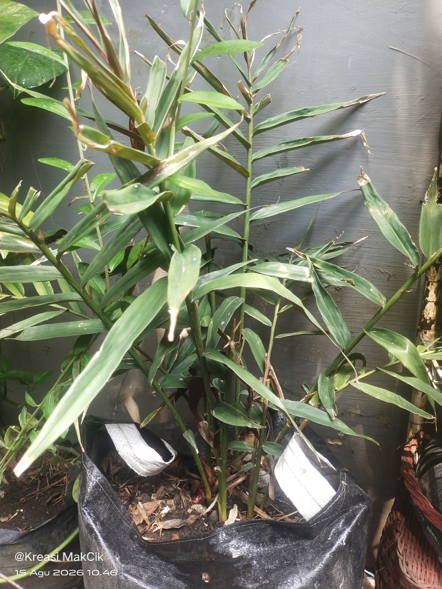 The image shows a close-up view of a ginger plant growing in a black plastic grow bag, positioned outdoors against a textured grey wall. The plant has tall, green stalks with long, lanceolate leaves, some of which show signs of browning and drying at the tips, suggesting potential environmental stress or natural senescence. The grow bag is filled with soil and organic debris, with a white fabric liner visible inside its opening. The background consists of the grey wall and some shadows cast by the sunlight. The lower left corner of the image contains a watermark with the text "@Kreasi MakCik" and a date and time stamp "15 Agu 2026 10.46". The presence of the watermark indicates the image was taken by an individual or entity associated with "Kreasi MakCik" and was likely captured in Bringinbendo, Indonesia, given the context often associated with such watermarks.