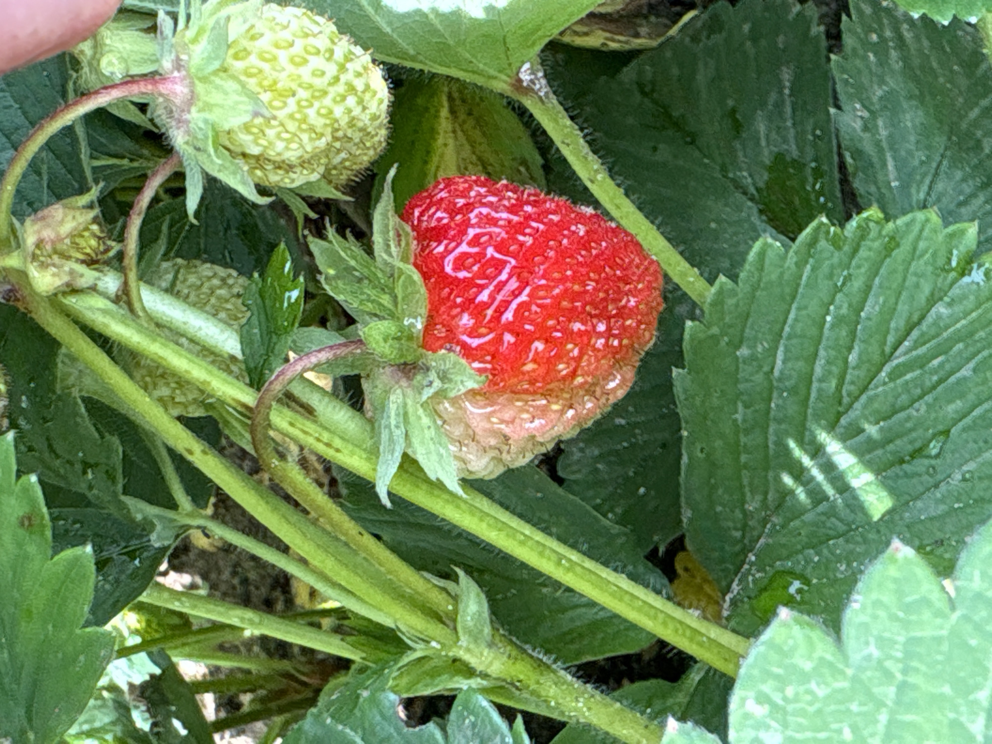 The image shows a close-up of a strawberry plant in what appears to be a garden setting in Дресвяново, Russia. The main subject is a ripe red strawberry with its characteristic seeds visible on its surface. The strawberry is partially shaded by large green leaves. To the left of the ripe strawberry, there are two unripe green strawberries, one of which is in focus and the other slightly out of focus. The plant has several green stems and leaves, some of which appear to have water droplets on them, suggesting recent rain or watering. The lighting suggests it is daytime, possibly overcast or with dappled sunlight filtering through the leaves. The overall impression is of a natural outdoor scene, focusing on the growth and readiness of the strawberries. There are no people or visible text in the image.