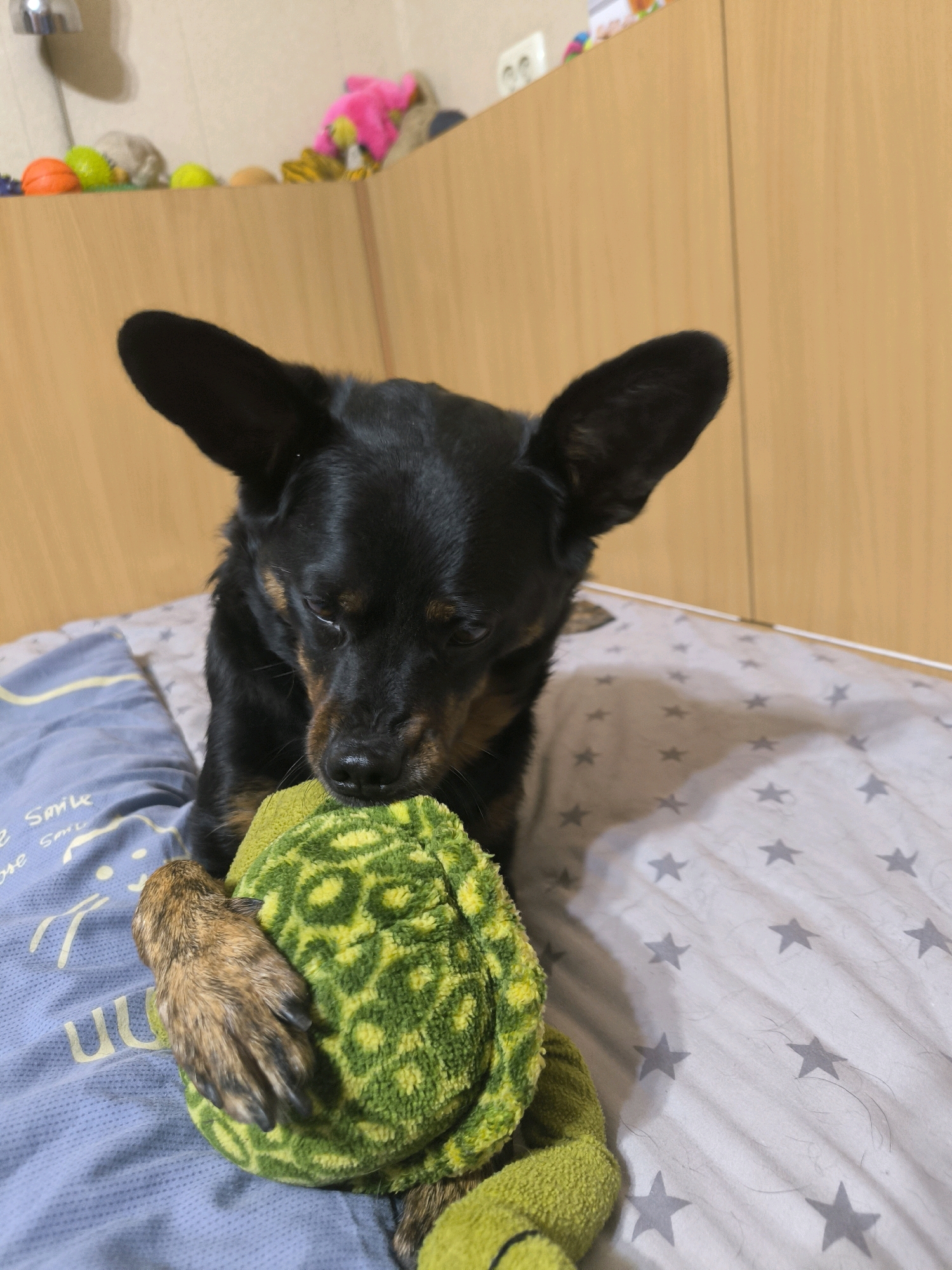 A black and tan dog with large ears is lying on a bed, playing with a green plush toy. The dog's head is bent down, and it appears to be chewing on the toy. The bed has a blue pillow with white stripes and lettering, and a white duvet cover with grey stars. In the background, there are wooden cabinets. The scene appears to be indoors, possibly in a bedroom. The image does not provide any specific information about the location within the city of Mykolaiv, Ukraine.