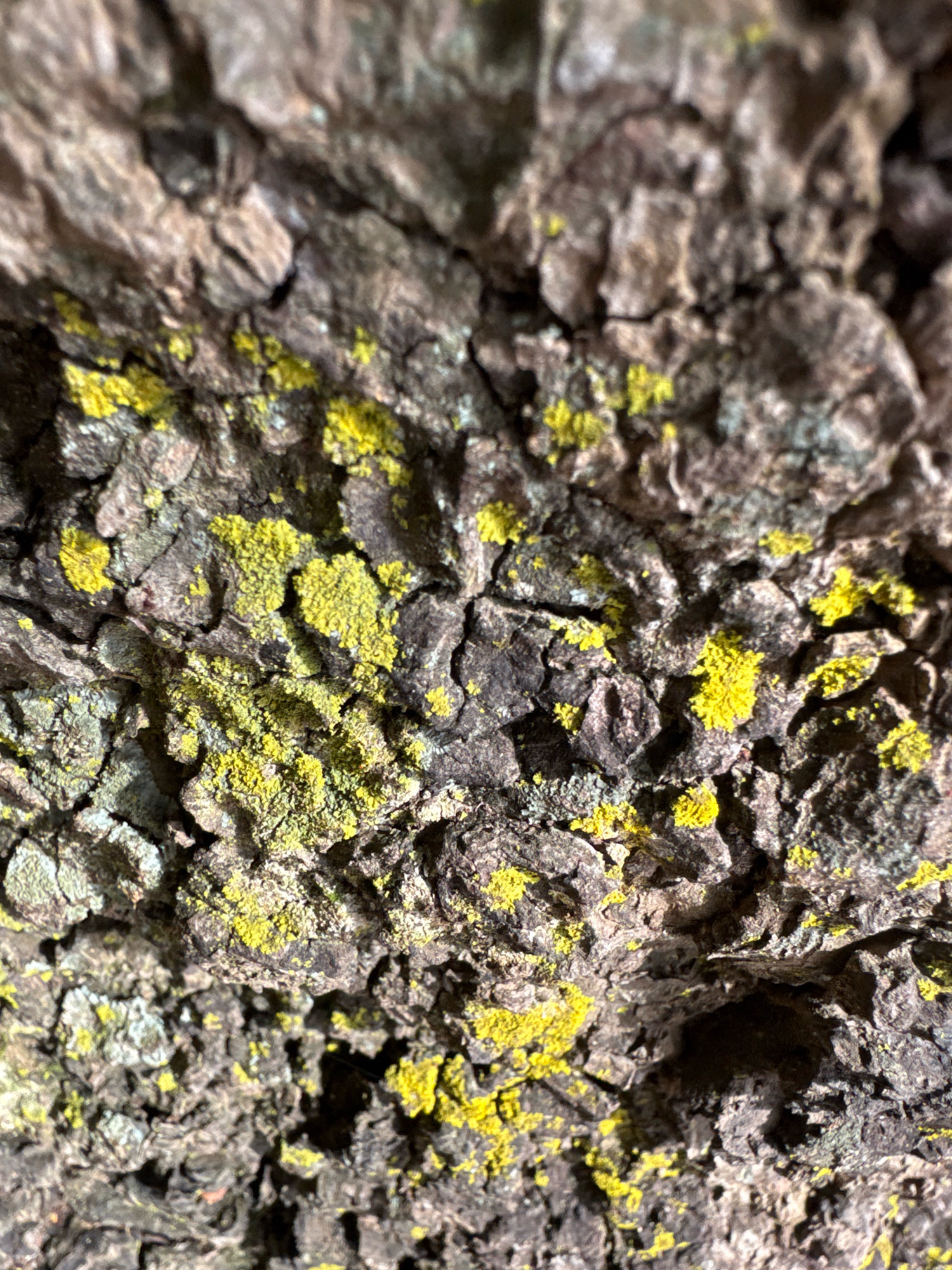 A close-up, macro photograph captures the textured surface of tree bark, characterized by its rough, irregular patterns. Scattered across the bark are vibrant patches of bright yellow lichen, contrasting with the muted gray and brown tones of the bark itself. The lighting appears to highlight the intricate details of the bark's crevices and the granular texture of the lichen. There are no people or animals visible in the image. The scene is static and focused solely on the natural details of the tree bark.