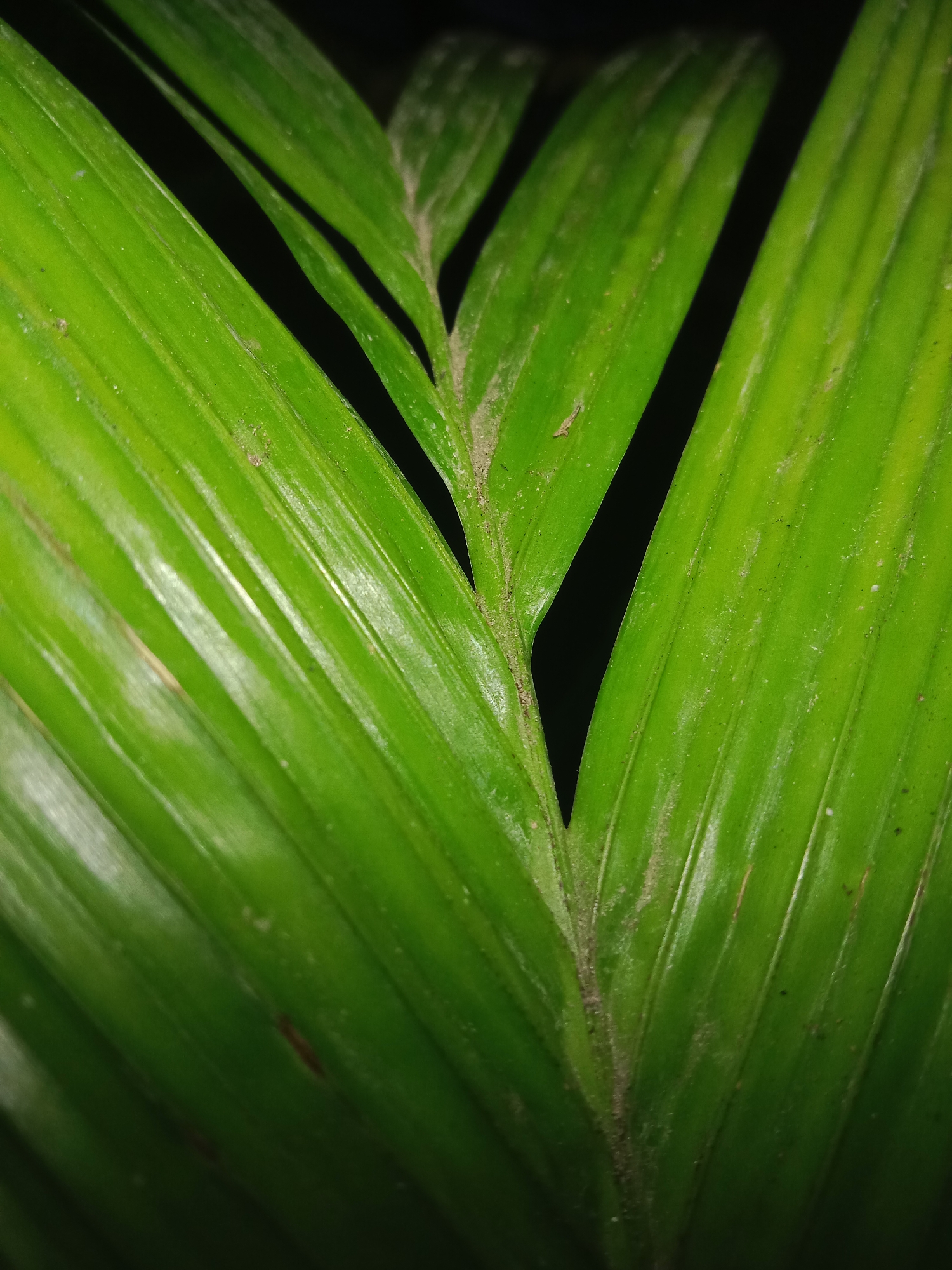 This is a close-up, vertically oriented, macro photograph of a vibrant green palm frond. The image focuses on the detailed texture and vein structure of the leaf, with a dark background that emphasizes the vividness of the green. The surface of the leaf appears slightly dusty or has fine particles of debris on it, visible along the central vein and scattering across the leaf segments. The lighting creates a glossy sheen on the frond, highlighting its smooth, curved surfaces and the distinct parallel lines of its veins. The photograph captures the natural beauty and intricate details of the palm leaf without any human presence or environmental context beyond the implied presence of the plant itself. The location in Lemahkembar, Indonesia, is not visually represented in the image.