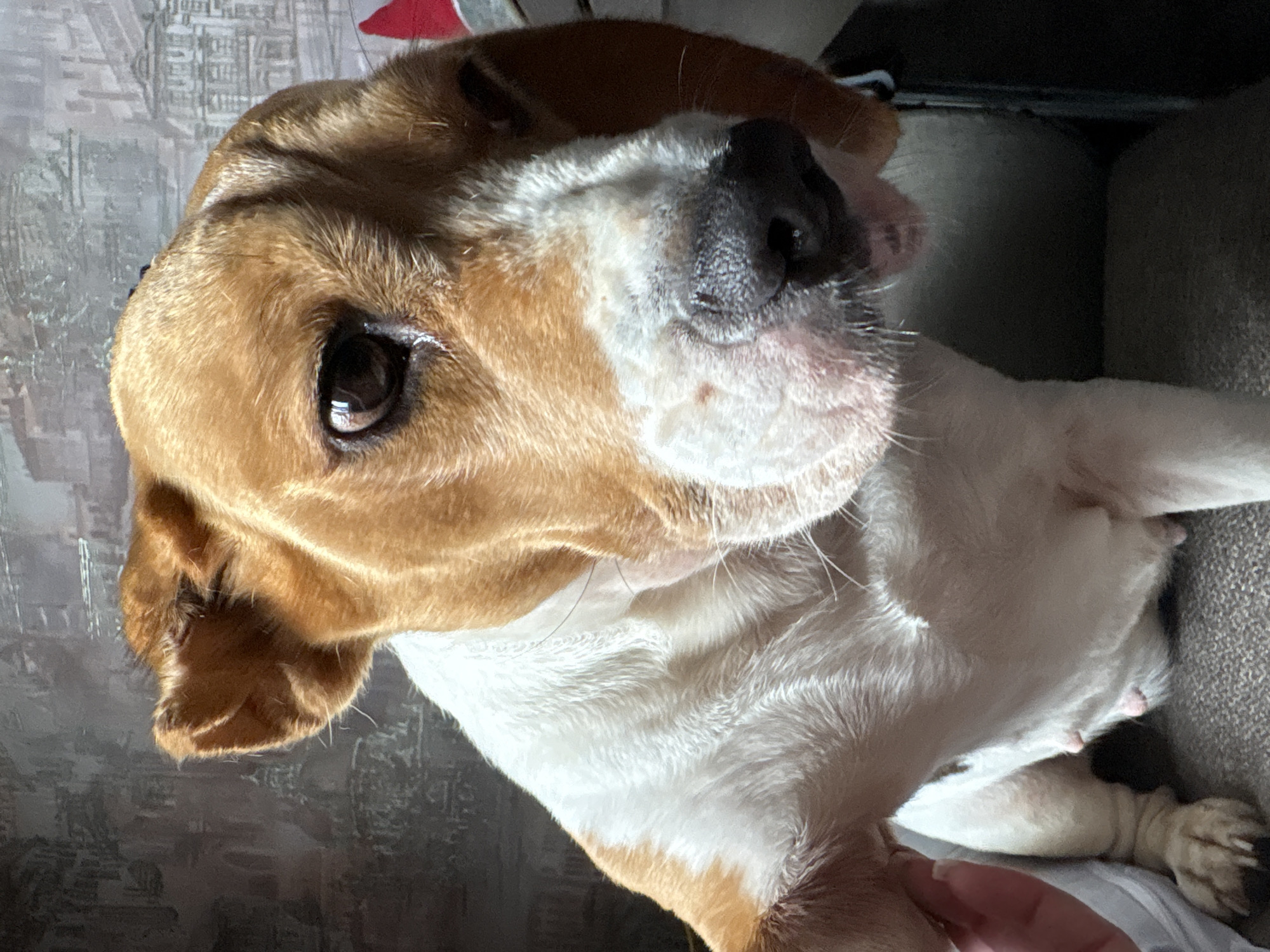 A medium shot captures a close-up of a Beagle dog with tan and white fur. The dog's head is turned slightly to the right, revealing a large, dark eye with a noticeable reflection. Its nose is black and appears slightly damp. The background is a wall with a patterned wallpaper depicting what looks like an old European city with classical architecture. A portion of a red object is visible to the right of the dog's head. A human hand with manicured fingernails is gently touching the dog's chest on the left side of the frame. The dog is seated on a textured, dark-colored surface, possibly a couch or chair. The lighting suggests an indoor setting, possibly near a window, with the light casting shadows and highlighting the dog's fur. The image does not contain any information about the location in Марковский, Russia.