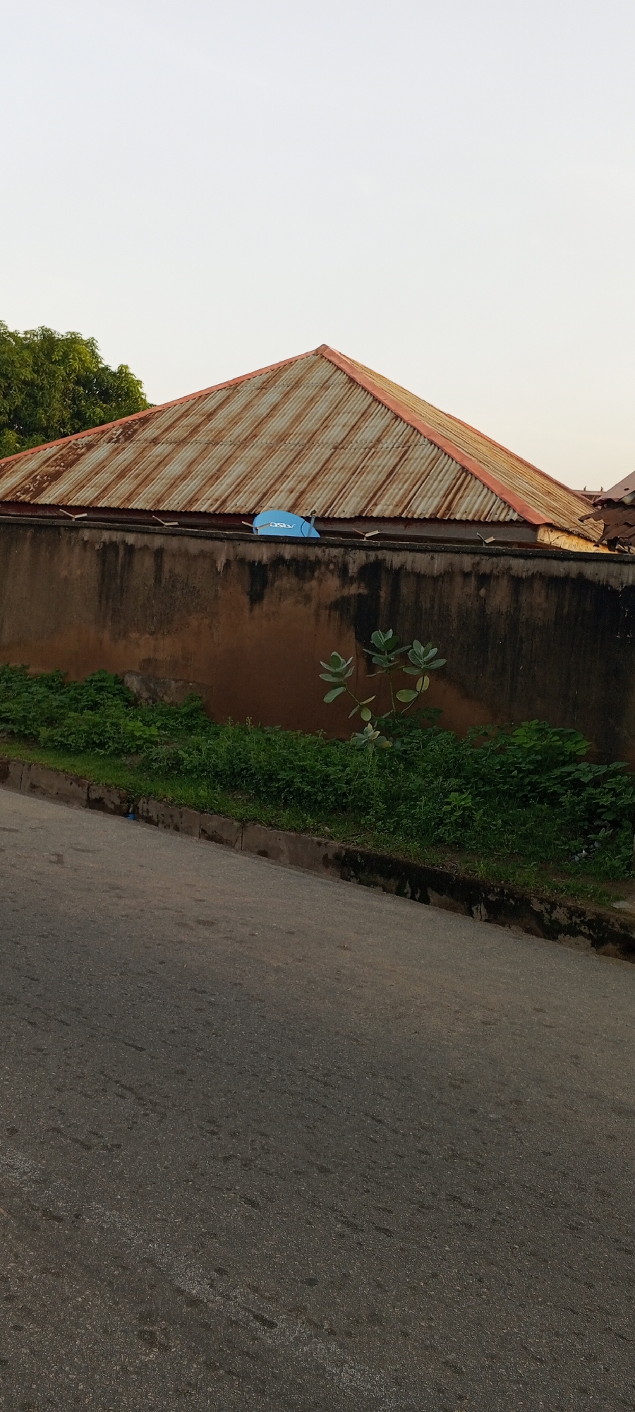An image taken in Jalingo, Nigeria, depicts a rural or suburban street scene. A textured asphalt road occupies the foreground, sloping slightly upwards from the lower edge of the frame. To the right of the road, a narrow concrete gutter runs along the edge of a dilapidated, dark brown wall. This wall, likely a property boundary, is made of rough-textured material and shows signs of age and weathering, with dark stains and patches. Behind the wall, a dense growth of green vegetation, including small leafy plants, covers the ground.
Dominating the mid-ground and background is the roof of a building, constructed from corrugated metal sheeting. The metal is significantly rusted, exhibiting a reddish-brown hue with streaks of orange. The roof has a steep, pitched design, with a red-colored trim along its edges. Centered on the roof, just above the wall, is a bright blue satellite dish. A few small, dark objects, possibly birds, are visible perched on the edge of the roof on the right side. To the far left of the image, the upper branches of a lush green tree with broad leaves are visible, extending from beyond the frame. The sky above is a pale, overcast white, suggesting diffused daylight.