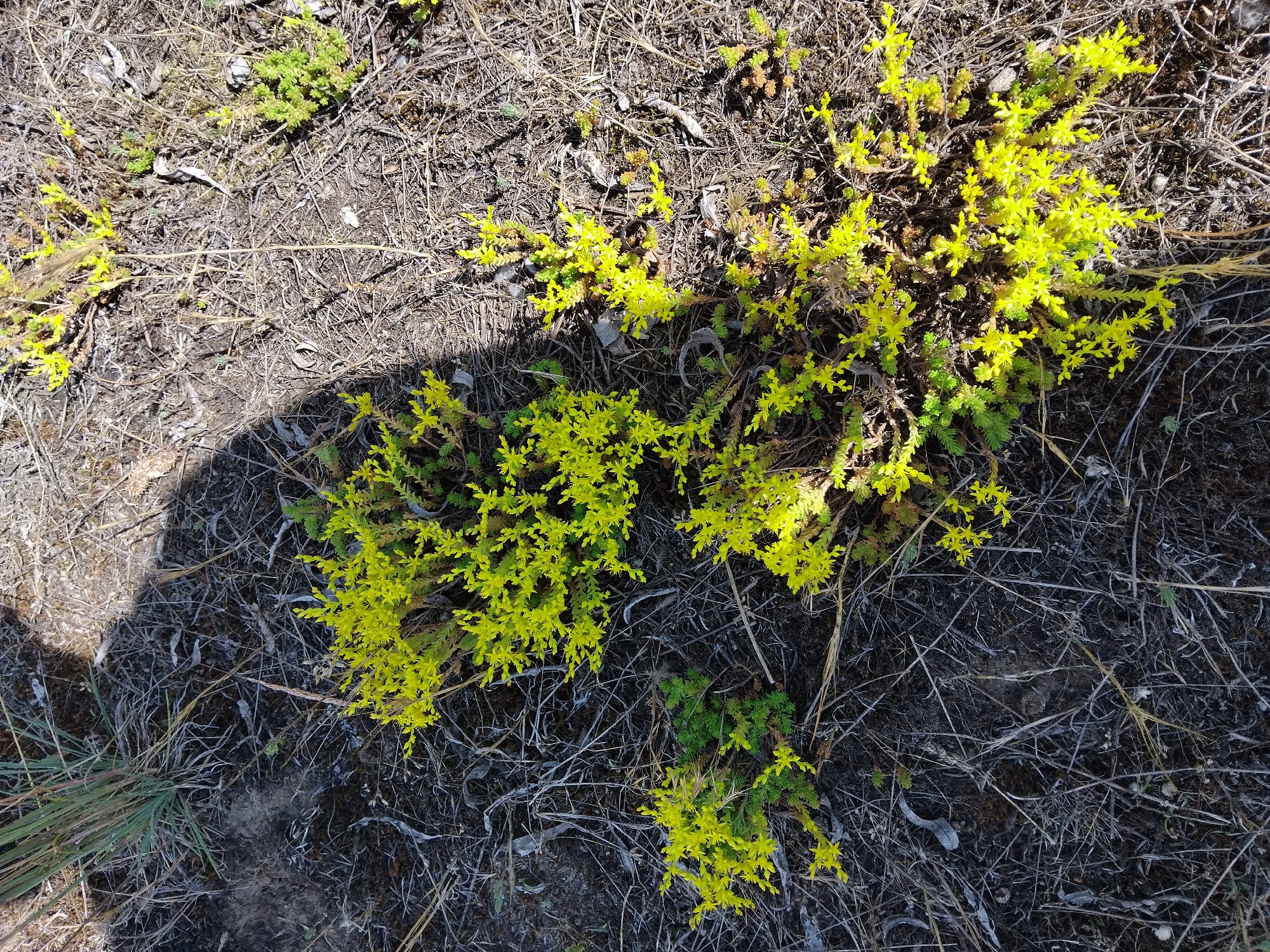 A cluster of low-lying, bright yellow flowering sedum plants are growing in a dry, sparse environment. The ground is covered in dark, dry soil and brittle, greyish-brown grasses and twigs. In the upper left corner, a shadow of a person falls across the scene, indicating that the photo was taken outdoors during daylight. There are no people or other objects visible. The image appears to be taken from a top-down perspective. The environment suggests a dry, possibly arid or drought-stricken area.