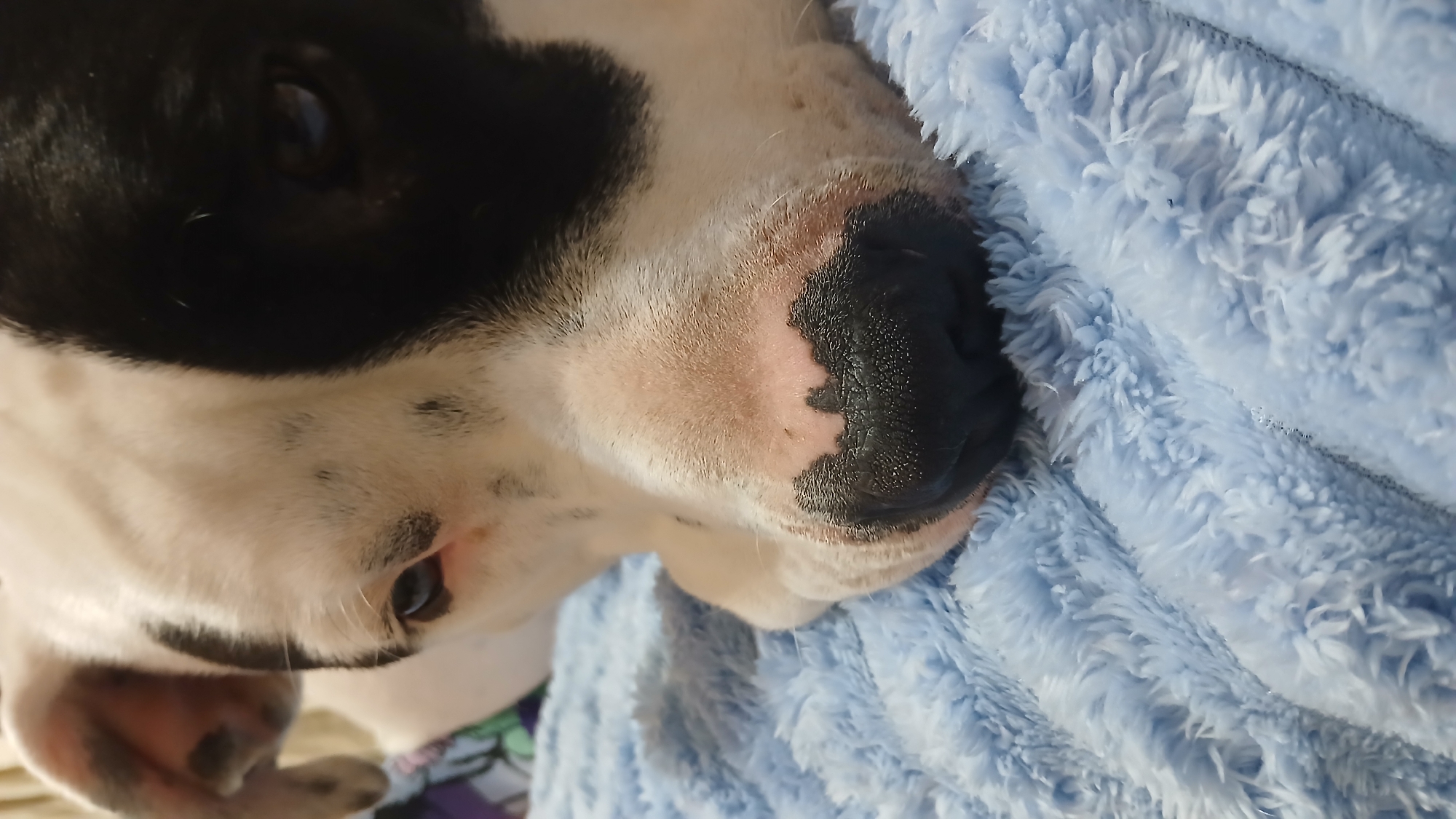 The image shows a close-up of a black and white dog resting its head on a light blue fluffy blanket. The dog's nose is black with some pinkish spots. The dog's face is primarily white, with a large black patch covering the left eye and part of the head. The location is Unknown, Unknown.