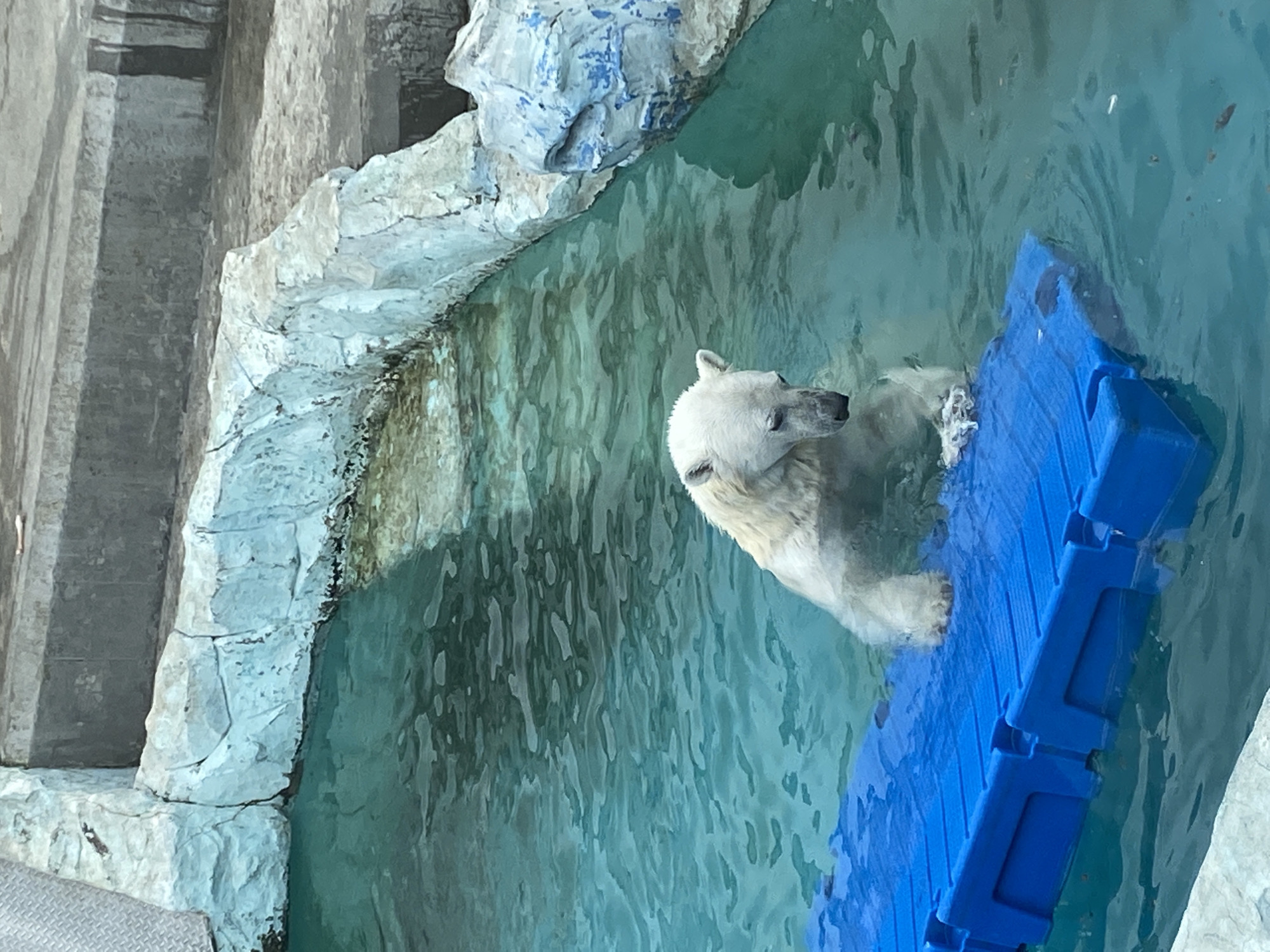 The image shows a polar bear swimming in an enclosure at what appears to be a zoo. The enclosure has artificial rock formations on one side and a blue floating platform in the water. The water is clear with visible ripples. The polar bear is white with a black nose and is partially submerged, with its head and front paws visible. The overall impression is of a captive animal in an artificial environment.
While Yekaterinburg, Russia is not explicitly identifiable in the photograph, based on information about polar bears being kept in zoos in that city, it is possible that the location of the picture is Yekaterinburg. No people are visible in the image.
