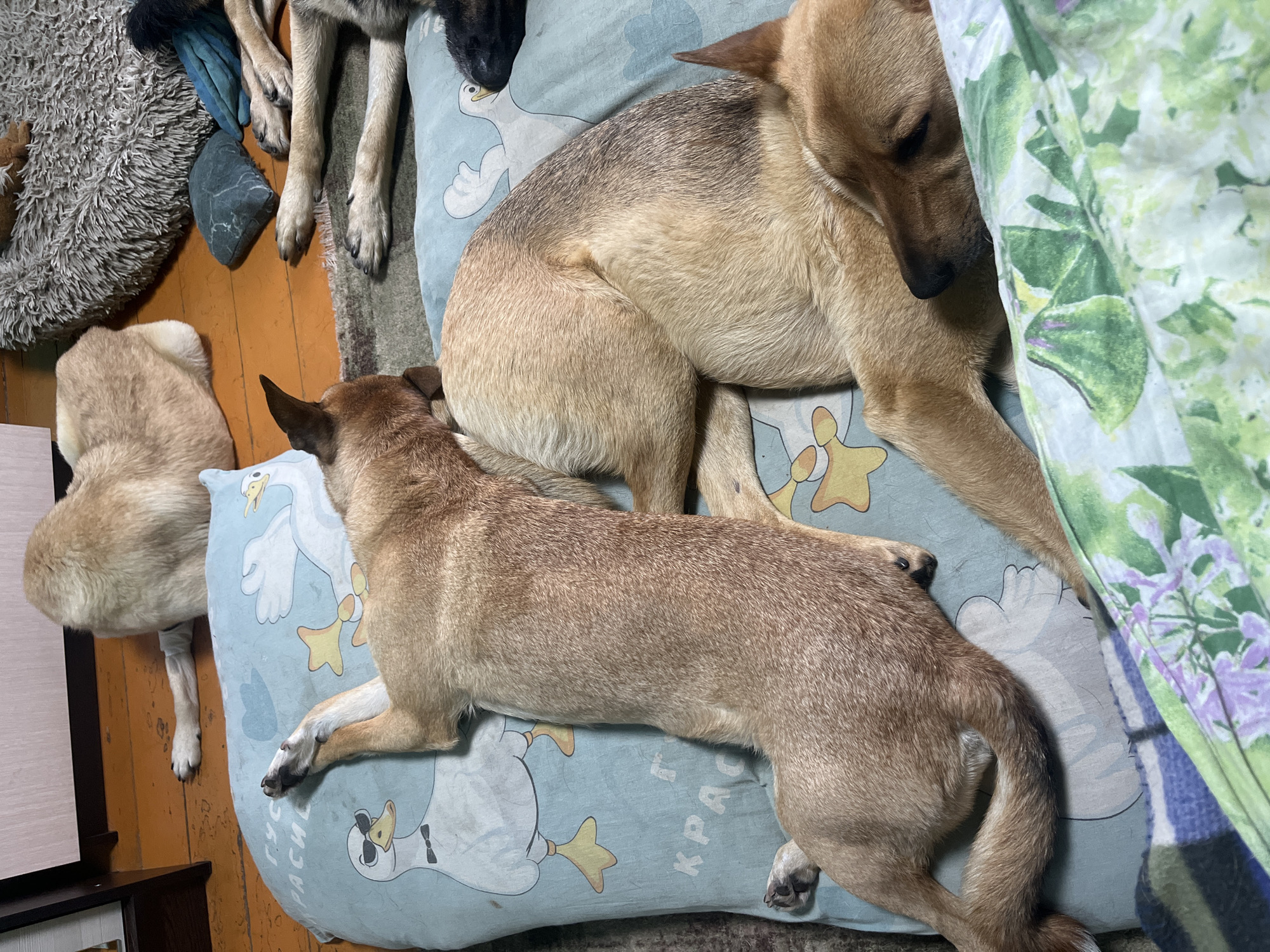 The image depicts a cozy, indoor scene with multiple dogs resting on soft surfaces. In the foreground, two tan-colored dogs are curled up on a light blue pillow adorned with cartoon geese. One dog is lying on its side, its head resting on its paws, while the other is stretched out lengthwise. Behind them, another tan and white dog is partially visible, lying on a fluffy gray dog bed. To the right, a dark-colored dog's head is peeking out from under the blue pillow, and the paws of other dogs are visible on various rugs and bedding. The floor appears to be wooden, and some scattered pet toys are present, including a dark gray stone-shaped toy and a blue plush toy. The overall impression is one of comfort and relaxation for the animals in what appears to be a domestic setting. There is no discernible indication of the specific location within the city of Nizhny Tagil, Russia.