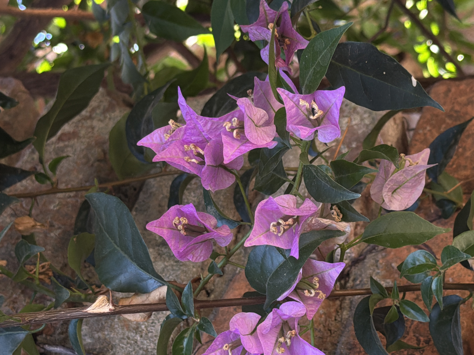 The image shows a close-up of purple bougainvillea flowers and dark green leaves against a background of a weathered stone wall and some out-of-focus greenery and sunlight. The flowers are the focal point, with their delicate, papery bracts and small white flowers in the center. The leaves are glossy and provide a contrast to the bright flowers. The background wall is rough and textured. The scene appears to be a natural setting, likely in a garden or outdoor space. The image's location in Đà Nẵng, Vietnam is not explicitly evident from the visual content, but the type of flower suggests a warm climate.