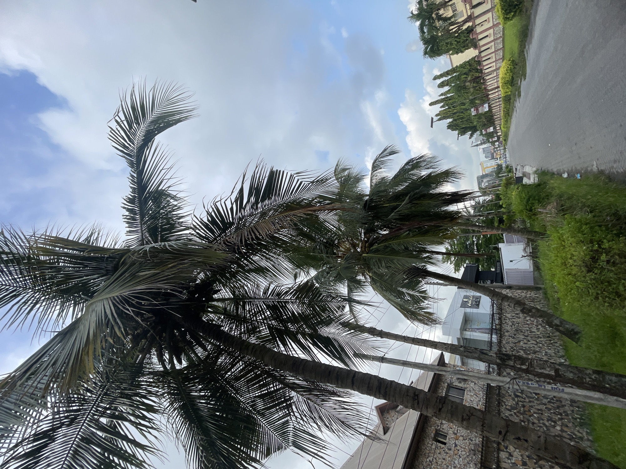 The image shows a street scene in Moba, Nigeria. Several tall coconut palm trees dominate the foreground, obscuring some of the background. Behind the trees are buildings, one with stone cladding and another painted white. A paved road runs along the right side of the frame, bordered by a narrow strip of green vegetation. A line of taller trees or shrubs can be seen along a fence in the background, parallel to the road. The sky is overcast with scattered clouds.
