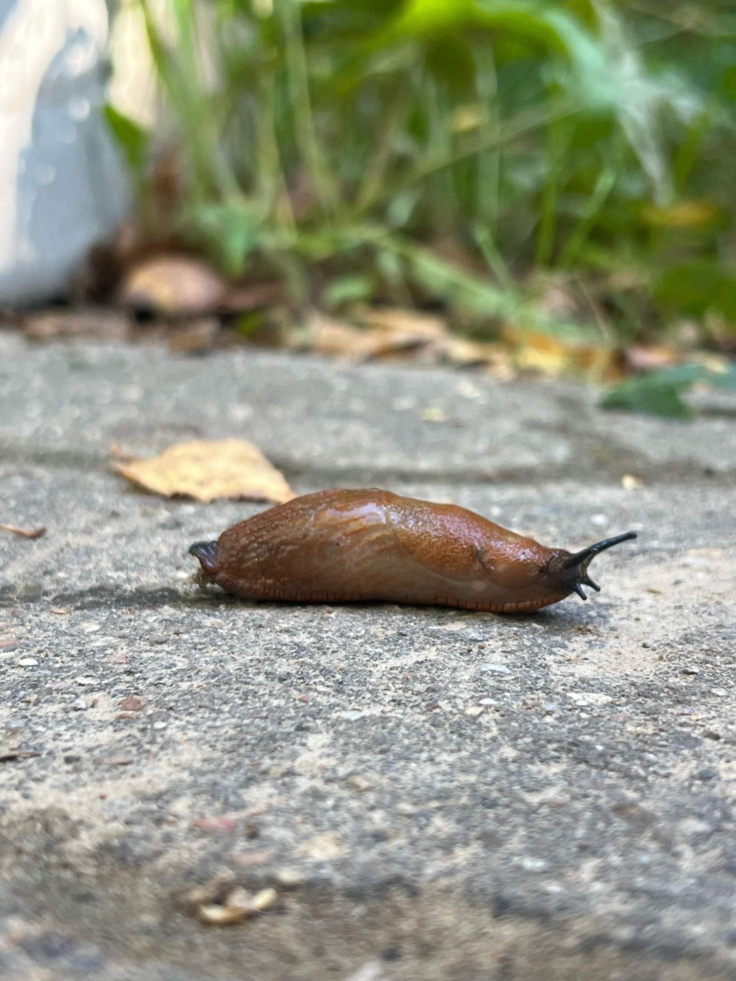 A brown slug with visible tentacles is crawling on a concrete path. The slug is in focus, with the background blurred, showing green foliage and some fallen leaves. The image appears to be taken outdoors, potentially in a garden or park setting, in Zelenograd, Russia. There are no people or other animals visible in the frame. The lighting suggests it is daytime.