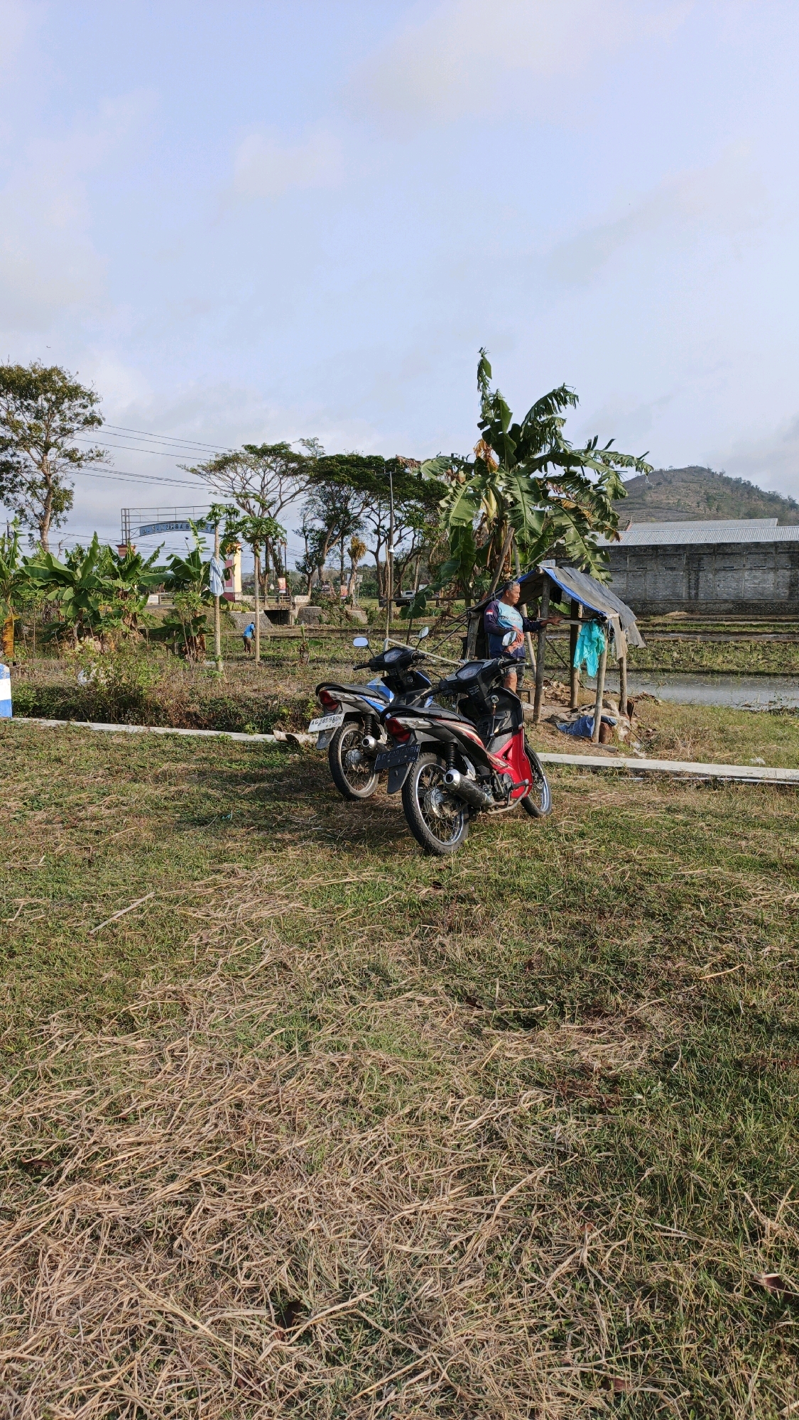 The image depicts an outdoor scene in Tanggulwelahan, Indonesia, characterized by a grassy field and a clear sky. In the foreground, dry, light brown grass covers the ground, interspersed with patches of green. Two motorcycles are parked side-by-side on the grass. The motorcycle on the left is blue and white, while the one on the right is red and black.
Behind the motorcycles, a small, rustic wooden shelter with a dark-colored tarp roof is visible. A person, appearing to be a middle-aged male wearing a light blue shirt and dark shorts, stands near the shelter, seemingly interacting with it. A bright turquoise piece of fabric hangs from the shelter.
Further in the background, a lush green landscape unfolds, featuring banana trees and other vegetation. In the distance, a large, gray building with a corrugated metal roof stands prominently, bordered by a water body that could be a rice paddy or a pond. A gently sloping hill forms the backdrop. Electrical wires and poles are visible in the middle ground, suggesting the presence of infrastructure. The overall impression is a rural or semi-rural setting, likely during daylight hours with a bright sky.