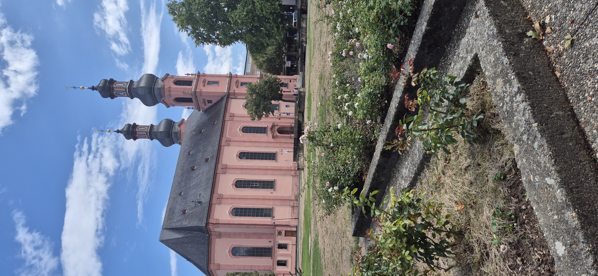 In Mainz, Germany, a large, salmon-pink church with a dark gray roof and two bulbous, dark gray towers with gold finials stands under a bright blue sky dotted with white clouds. The church has tall, arched windows and an imposing facade. In the foreground, a garden area features rose bushes with pink and white blooms, interspersed with dry grass and concrete planters. The scene is tranquil, with no people clearly visible in the immediate vicinity of the church.