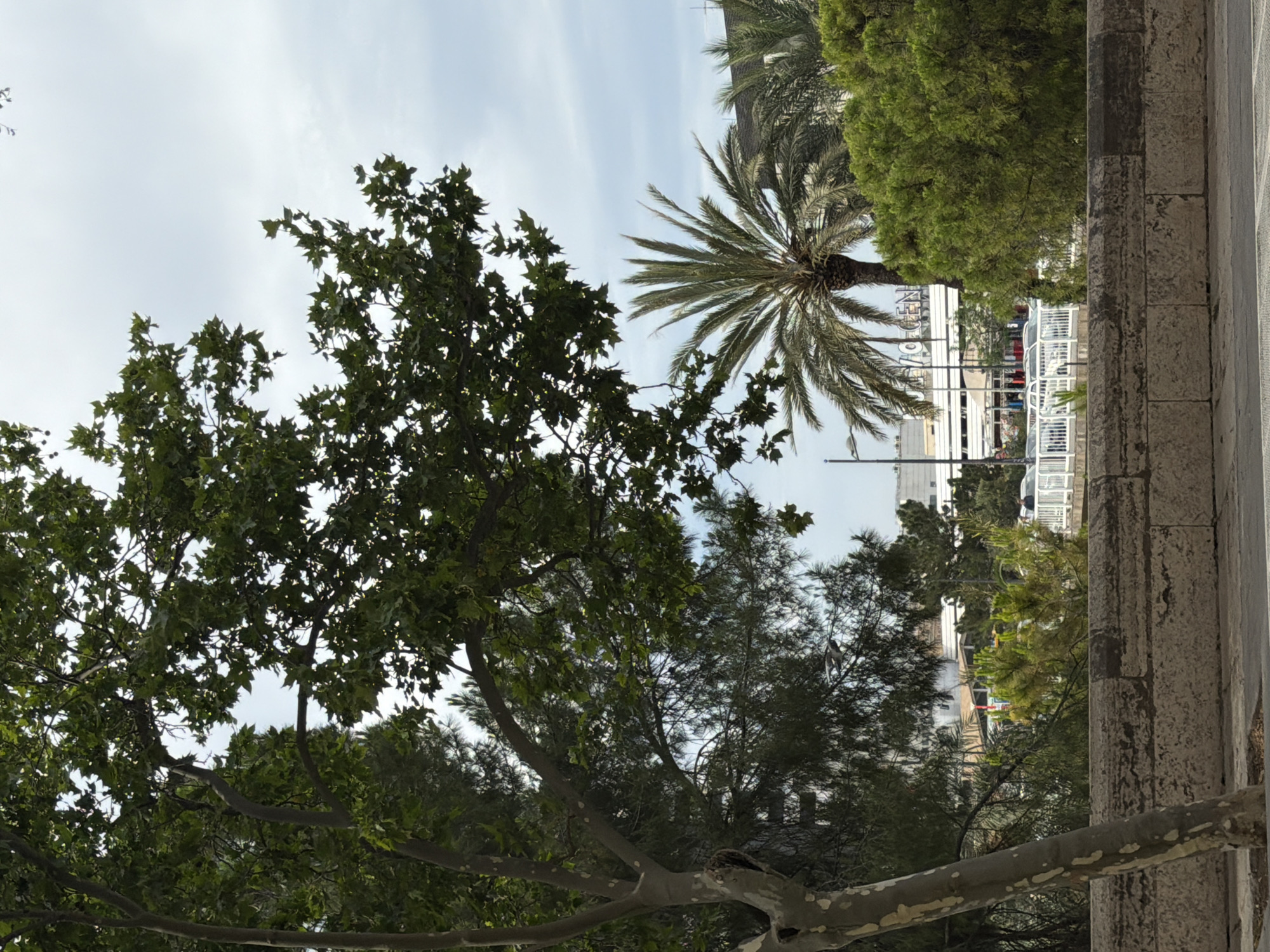 A low-angle medium shot captures a tree in the foreground with a stone wall in front of it. The tree has a light-colored trunk with dark patches, and its branches spread out, some reaching towards the sky. Behind the tree, a palm tree stands tall with its fronds fanned out. In the background, a modern building with white and beige accents is visible, along with a white fence that runs horizontally across the scene. Several cars are parked behind the fence. The sky above is overcast. The image depicts an outdoor urban environment with elements of nature and modern architecture.