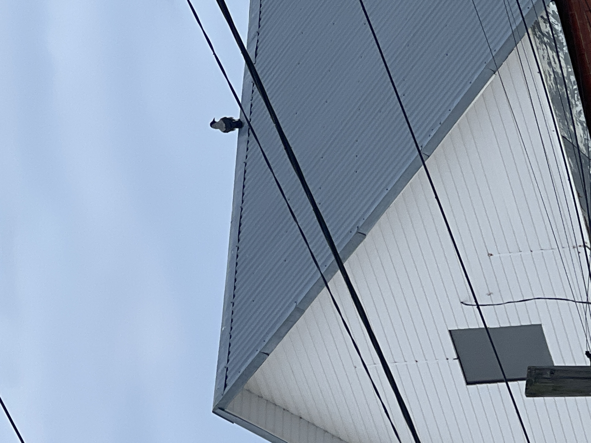 This image depicts an exterior scene in Chaikovsky, Russia, focusing on the upper section of a building under a clear, light blue sky. A single bird, characterized by dark plumage and a lighter head, is perched centrally on the apex of a dark grey corrugated metal gable roof. The building's visible wall section below the roofline is covered with white horizontal siding, which features a single dark, rectangular opening, possibly a window, positioned towards the lower left of this section. Multiple black utility lines traverse the frame, with one thick cable running diagonally across the upper portion, near the bird, and thinner cables positioned lower, crossing the white siding. A segment of a wooden utility pole is visible in the lower-left foreground, supporting some of the lower utility lines. The scene is illuminated by natural daylight.