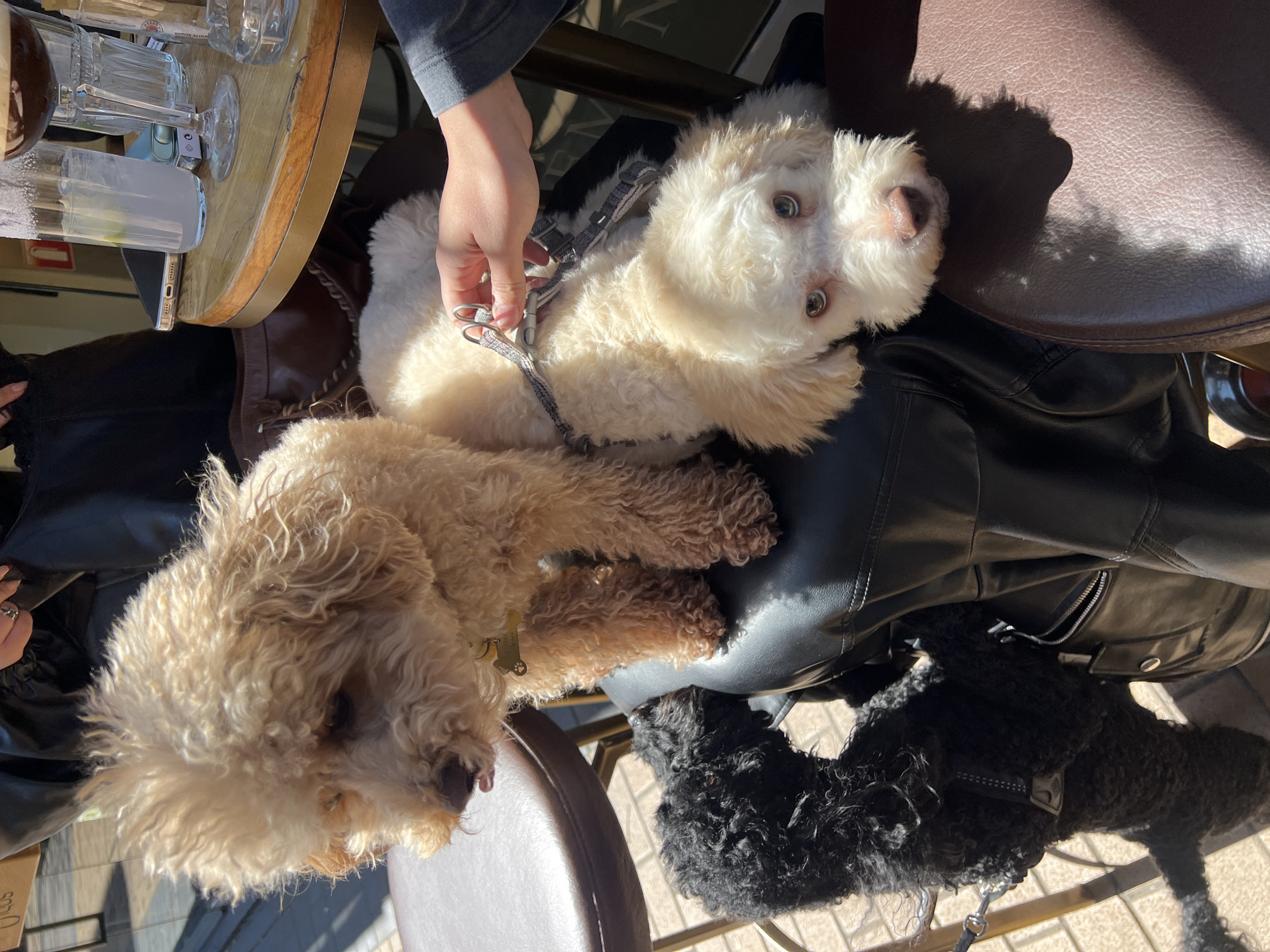 The image shows three dogs, two light-colored and one black, in an outdoor seating area. One of the light-colored dogs is being held by a person. Glasses and other objects are visible on the table, suggesting it is a cafe or restaurant. The setting is an outdoor area, as suggested by the sunlight and tiled floor. There is no visual evidence to suggest the specific city of Sofia, Bulgaria.