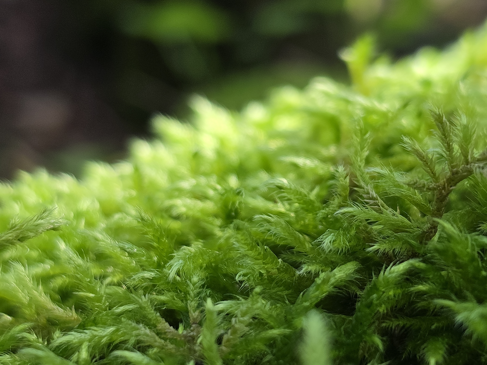 The image displays a close-up, macro view of vibrant green moss. The moss appears dense and carpet-like, with individual strands exhibiting a feathery texture. The lighting creates a soft, diffused glow, highlighting the lushness of the vegetation. The background is out of focus, showing dark, blurred shapes that suggest a natural, possibly forested, environment. There are no people or man-made objects visible in the image. The scene is static and peaceful, focusing solely on the intricate details of the moss. This image was taken in Dobryanitsy, Russia, where this type of moss is common in the region's natural landscapes.