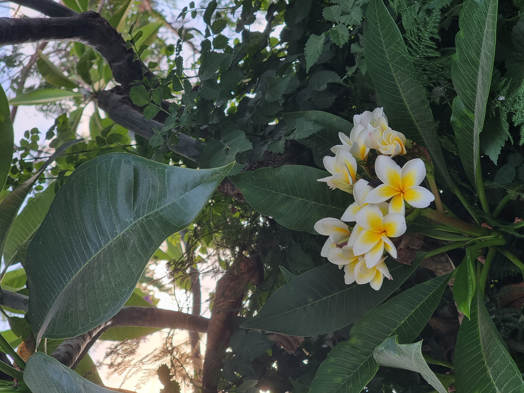 The image shows a cluster of white and yellow Plumeria flowers with lush green leaves and tree branches against a bright, possibly cloudy, sky. The scene is set outdoors, likely in a garden or park. The foliage suggests a tropical or subtropical climate. The lighting indicates daytime, with sunlight filtering through the leaves. There are no people or animals visible in the image. The overall impression is one of natural beauty and tranquility. Based on the request, this image could be from Ramat Gan, Israel, a city known for its green spaces and botanical gardens like the Ramat Gan National Park, which features a variety of flora including flowering trees and plants.