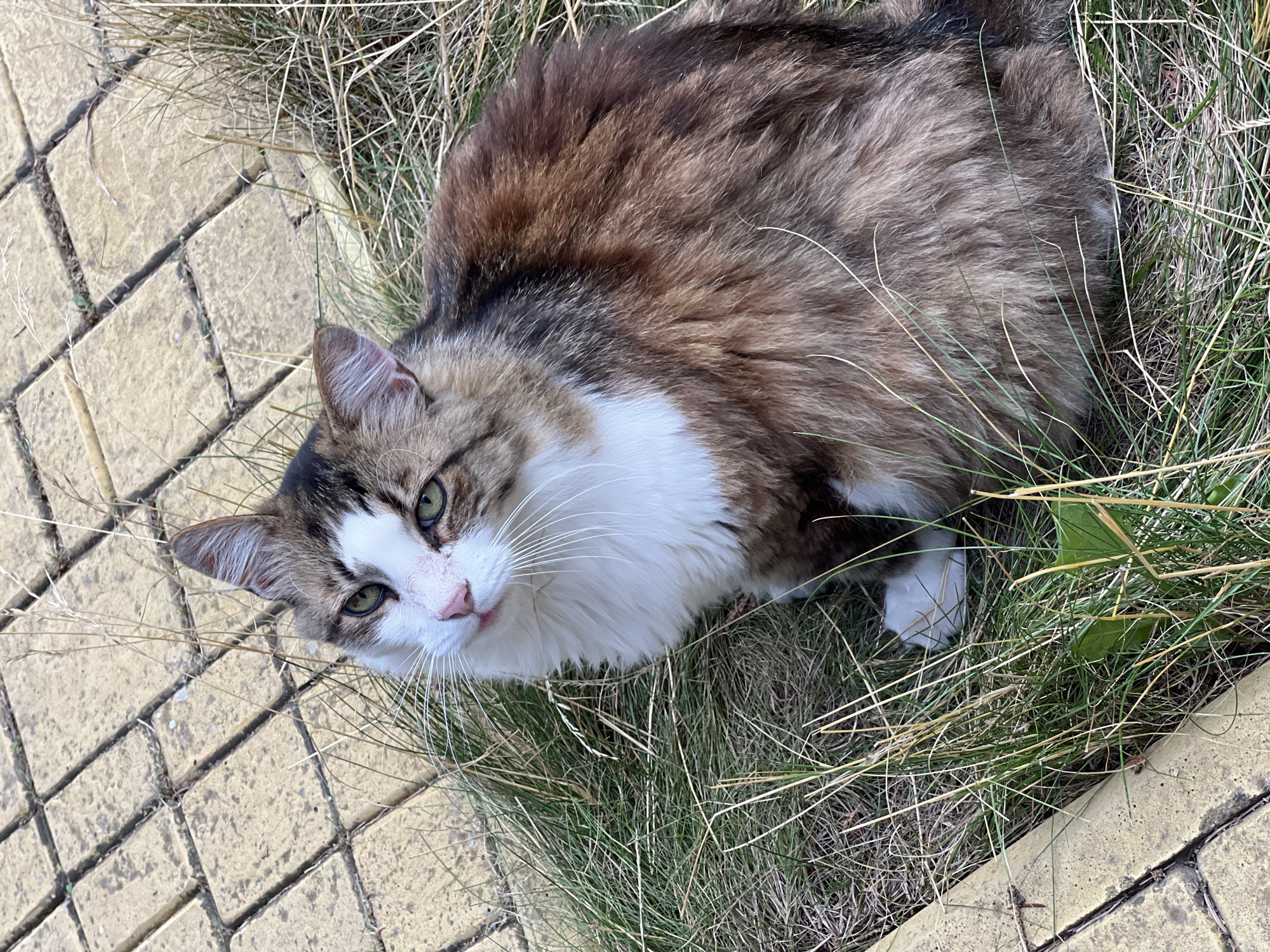 A fluffy, medium-haired cat sits on a patch of grass next to a sidewalk paved with yellow rectangular bricks. The cat has a white chest and paws, with brown and black tabby markings on its back and head. Its eyes are green, and its nose is pink. The cat is looking up and to the left. The grass is dry and sparse in some areas, with taller green blades interspersed. A few dry grass stalks are visible throughout the scene. The brickwork is slightly worn and appears to be outdoors. No people are present in the image. The location is not identifiable as Fontanka, Ukraine, or any other specific location.