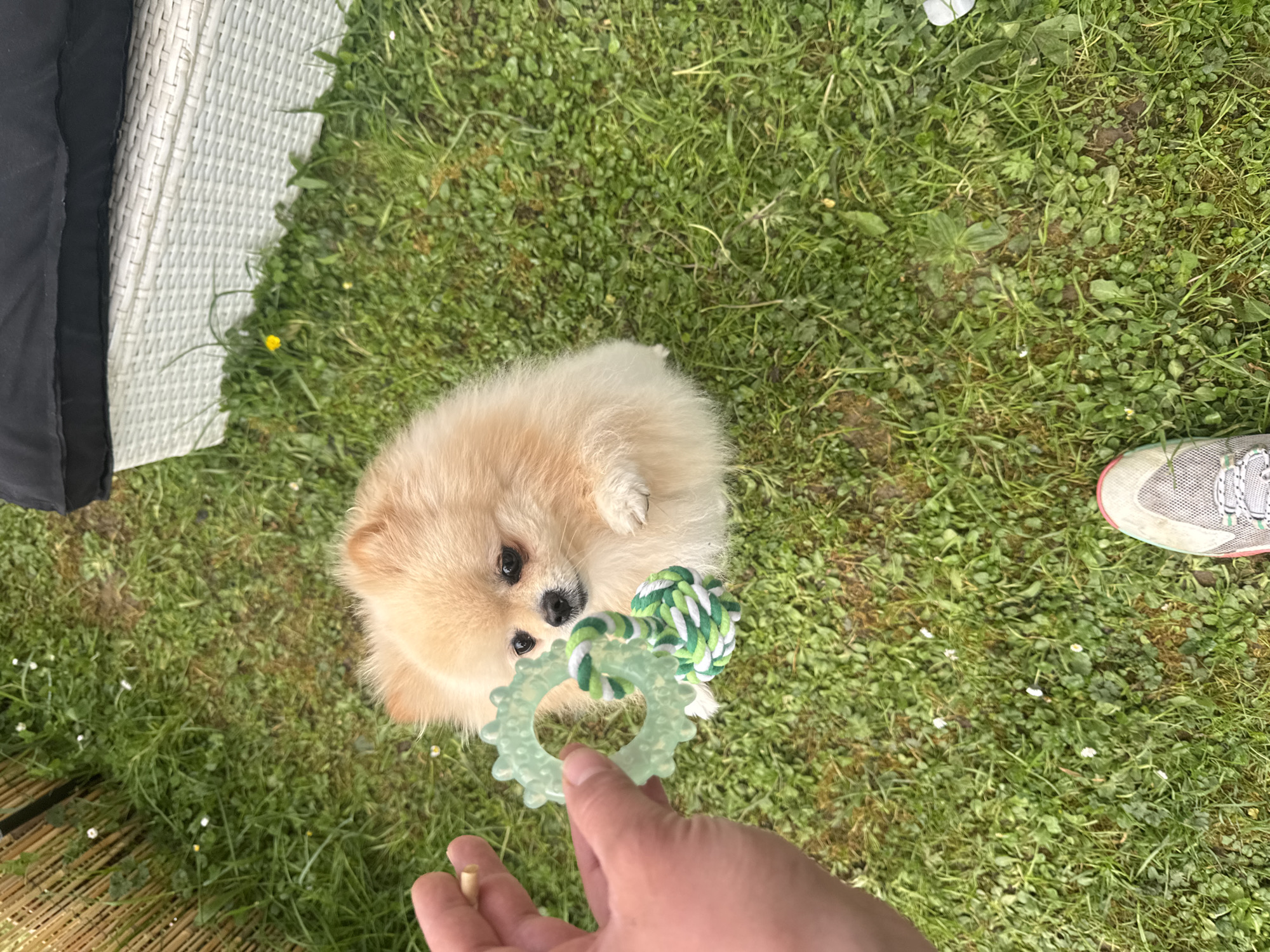 The image depicts an outdoor scene, likely a garden or backyard in Bietigheim-Bissingen, Germany, during daytime. The central subject is a small, light tan or cream-colored Pomeranian dog with dark eyes and nose, positioned on a green grassy lawn. The dog is looking directly upwards, seemingly at a human hand and a toy.
A human hand is visible in the foreground, reaching towards the dog and holding a dog toy. The toy is composed of a green and white braided rope element connected to a translucent, light green, spiky, ring-shaped rubber chewer. The dog appears attentive and engaged with the toy. The hand also seems to be holding a small, light-colored wooden stick or treat.
The ground is covered in natural grass, interspersed with small white daisy-like flowers and a few larger green leaves. A single yellow flower is visible near a white outdoor furniture piece on the left. Partial elements of outdoor furniture are present; on the left, a section of a white wicker-style chair or sofa with a dark grey or black cushion is visible. On the right side of the frame, the toe of a grey mesh sneaker with a white sole and a hint of pink/coral trim is seen, resting on the grass. The overall scene conveys a playful interaction between a pet and its owner in a relaxed, sunlit outdoor setting. There is no visible text in the image.