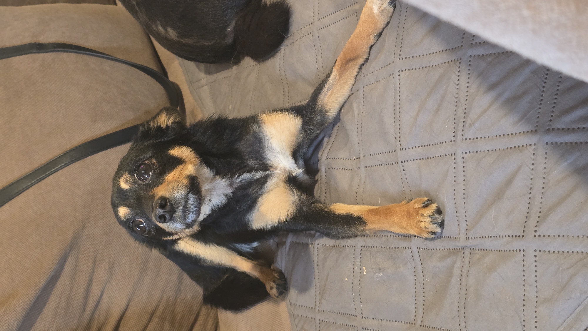 This indoor photograph, taken in Rudnik, Bulgaria, features a small, black and tan dog as its primary subject. The dog, likely a Chihuahua mix, has medium-length fur with prominent tan markings on its muzzle, eyebrows, chest, and legs. It is lying on its back on a light brown sofa cushion, with its head tilted slightly and its dark, expressive eyes looking directly at the camera. Its front paws are extended upwards and its back paws are also stretched out, suggesting a comfortable and relaxed posture. The dog's expression appears soft and curious.
A dark strap or leash is visible across the light brown cushion in the lower left quadrant of the image, near the dog's head. In the upper left background, partially out of frame, the fur of another dark-colored animal is discernible. The sofa itself is covered with a patterned blanket or throw, which is gray or taupe in color and features a quilted design of small stitched dots forming a grid of squares. The lighting indicates an indoor setting, likely a home environment, where the dog seems content. There is no visible text in the image.