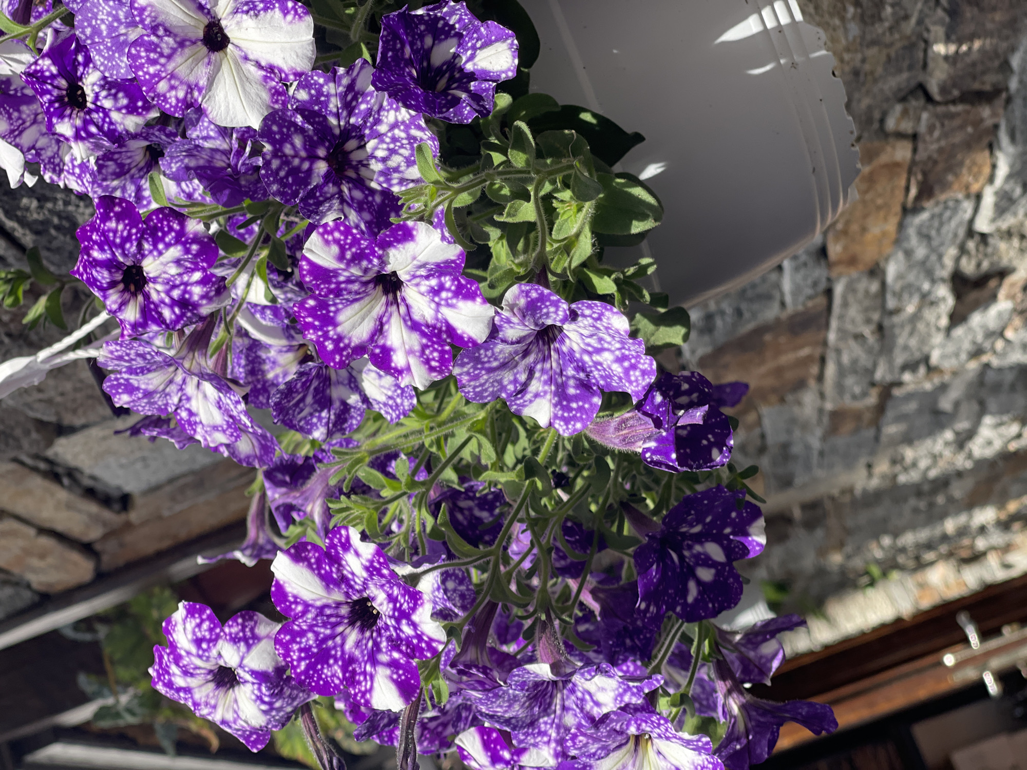 A vibrant close-up photograph captures a cluster of purple and white speckled flowers, likely petunias, cascading downwards from a hanging planter. The petals exhibit a striking pattern of deep purple adorned with numerous small white flecks, resembling a starry night sky. Some flowers show more prominent white sections, particularly towards their centers, while others are predominantly purple.
Dense green foliage and stems are intertwined among the blossoms. In the upper left quadrant, a portion of a white, ribbed planter is visible, casting subtle shadows on its surface. The background primarily consists of a textured stone wall, composed of various sizes and shapes of grey and brown rough-hewn stones, suggesting an outdoor architectural element. Below the flowers and behind them, a dark, possibly wooden structure, perhaps a beam or railing, is faintly discernible.
The scene is illuminated by bright, natural sunlight, creating distinct highlights on the flowers and planter, and casting clear shadows, indicating it is daytime. The perspective is slightly upward, looking at the flowers from below. There is no visible text or human activity, and the overall mood conveyed is one of natural beauty and tranquility.