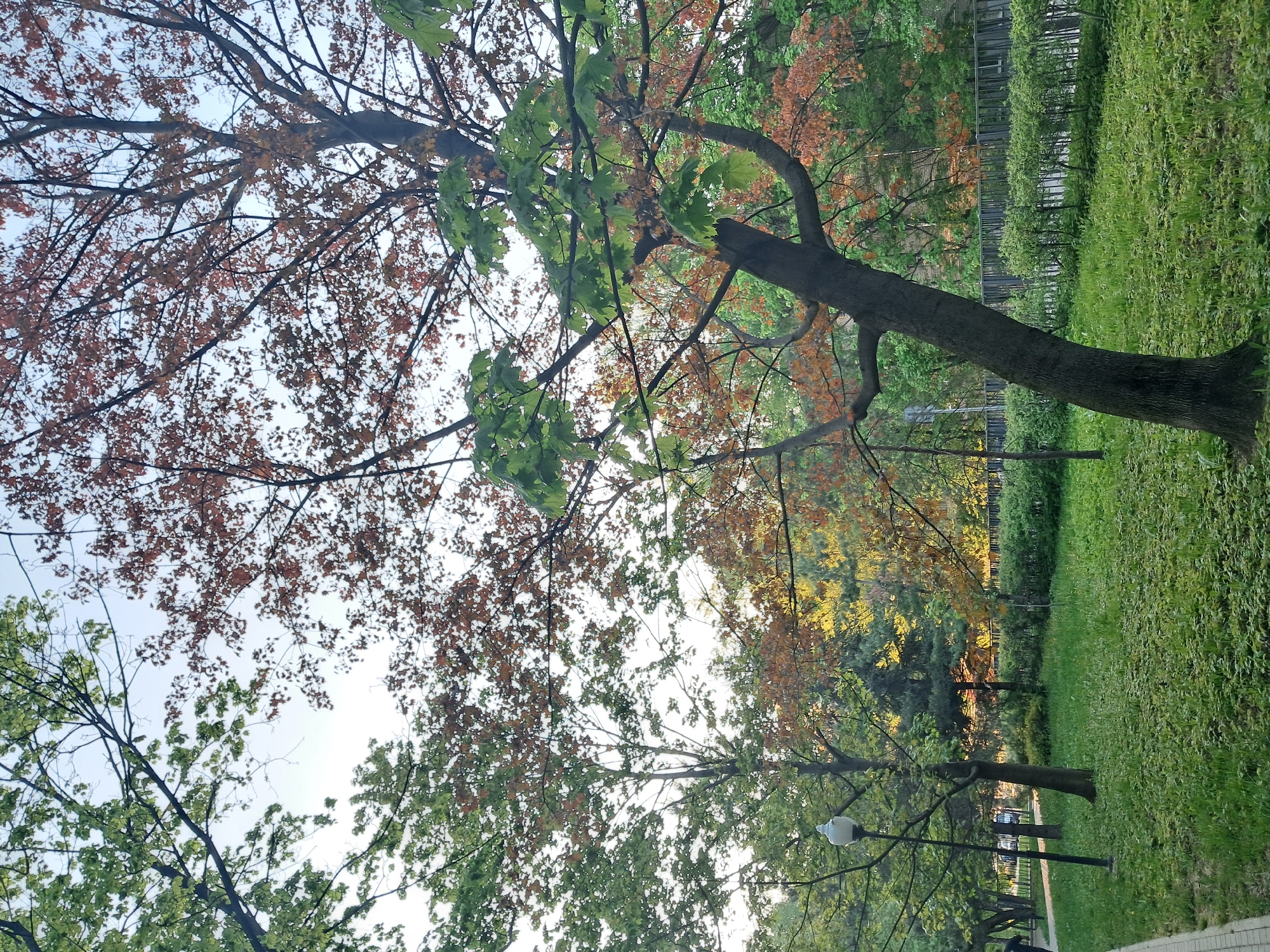The image shows a park in Mytishchi, Russia. The view is looking up towards a few trees with green and reddish-brown leaves. A grassy area and a fence run along the background. There are lampposts and benches along a paved path in the distance. The sky is visible through the trees. There are no people visible in the image.