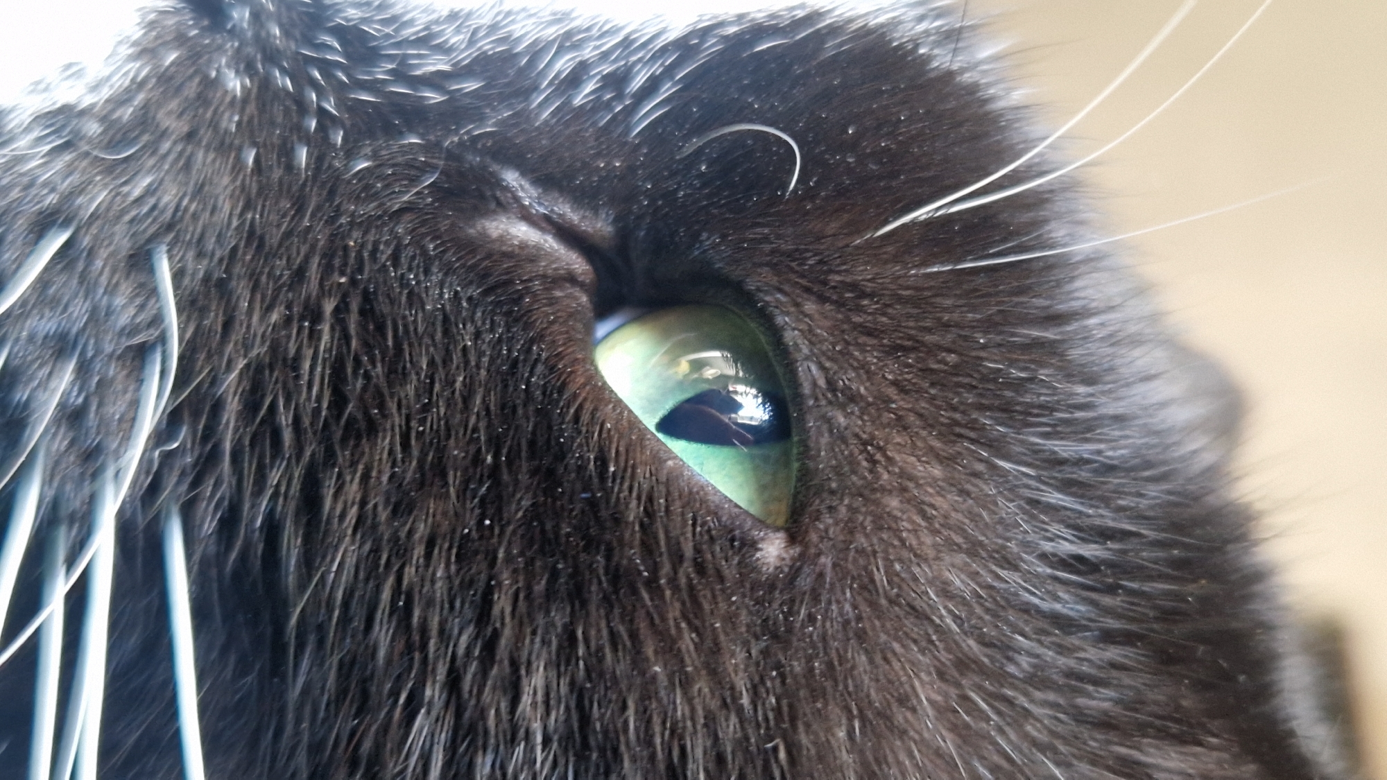 This is a close-up, macro photograph of a black cat's eye. The cat's fur is dark and appears soft, with some individual hairs visible. The cat's eye is a striking green with a black pupil. There is a reflection of what appears to be a person in the pupil of the eye. White whiskers are also visible in the foreground. The background is a plain, light-colored surface, possibly a wall or a piece of furniture. The lighting suggests an indoor setting. There is no discernible location in the city of Riga, Latvia, or any specific environmental details that would place it there.