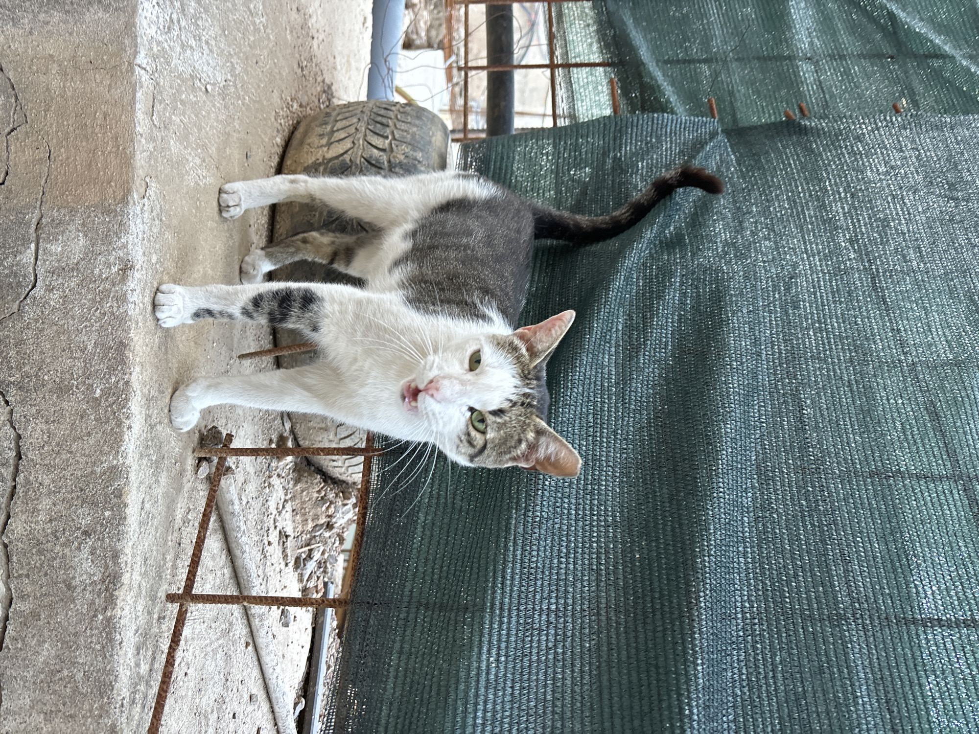 A white and grey cat with green eyes stands on a concrete ledge in front of a dark green mesh fence. The cat is facing the camera with its mouth slightly open. Behind the cat is a large, worn tire. The background appears to be an outdoor area with some scattered debris and rusty metal fencing. The scene is located in the city of Budva, Montenegro.