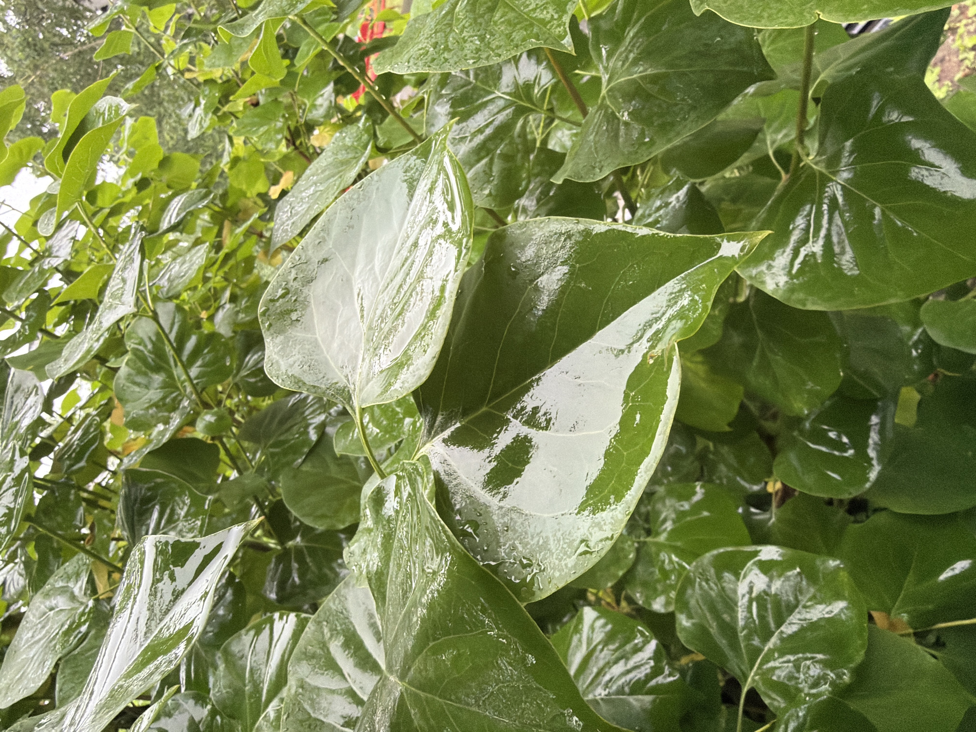 The image shows a close-up view of wet, glossy green leaves of a plant, likely in a garden or park setting. The leaves are large and heart-shaped, with visible water droplets clinging to their surfaces, indicating recent rain. The lighting suggests an overcast or shaded environment. The background is out of focus but shows more of the same foliage and hints of a muted, possibly urban, environment, but there is no direct visual information to place this scene specifically in Khabarovsk, Russia. There are no people or specific objects visible that would further contextualize the location.