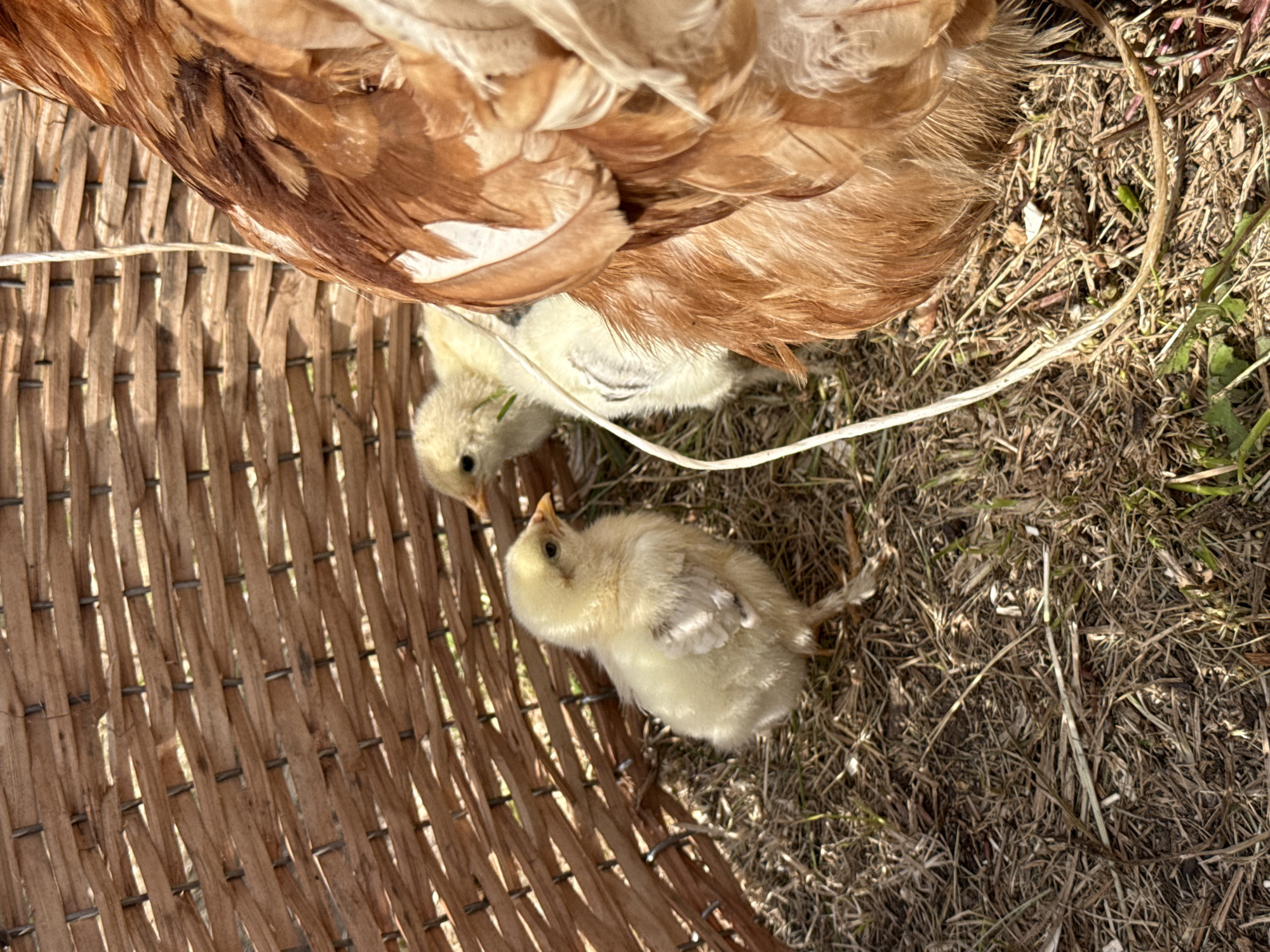 This is a close-up, eye-level, outdoor shot of two yellow chicks and a portion of a brown hen's body, situated within a woven basket structure on dry, grassy ground. The chicks are fluffy and small, with one in the foreground facing to the left and the other in the mid-ground facing to the right. The hen's feathers, predominantly brown and white, are visible on the right side of the frame, partially obscuring one of the chicks. A thin white cord runs diagonally across the scene, originating from the upper right and weaving down between the chicks. The basket, made of interlaced brown material, forms a curved backdrop. The ground is covered with a mixture of dry grass, straw, and some small green shoots. The lighting suggests a sunny day, with dappled sunlight casting shadows. The location is identified as being in the village of Staroye Subkhankulovo, Russia.