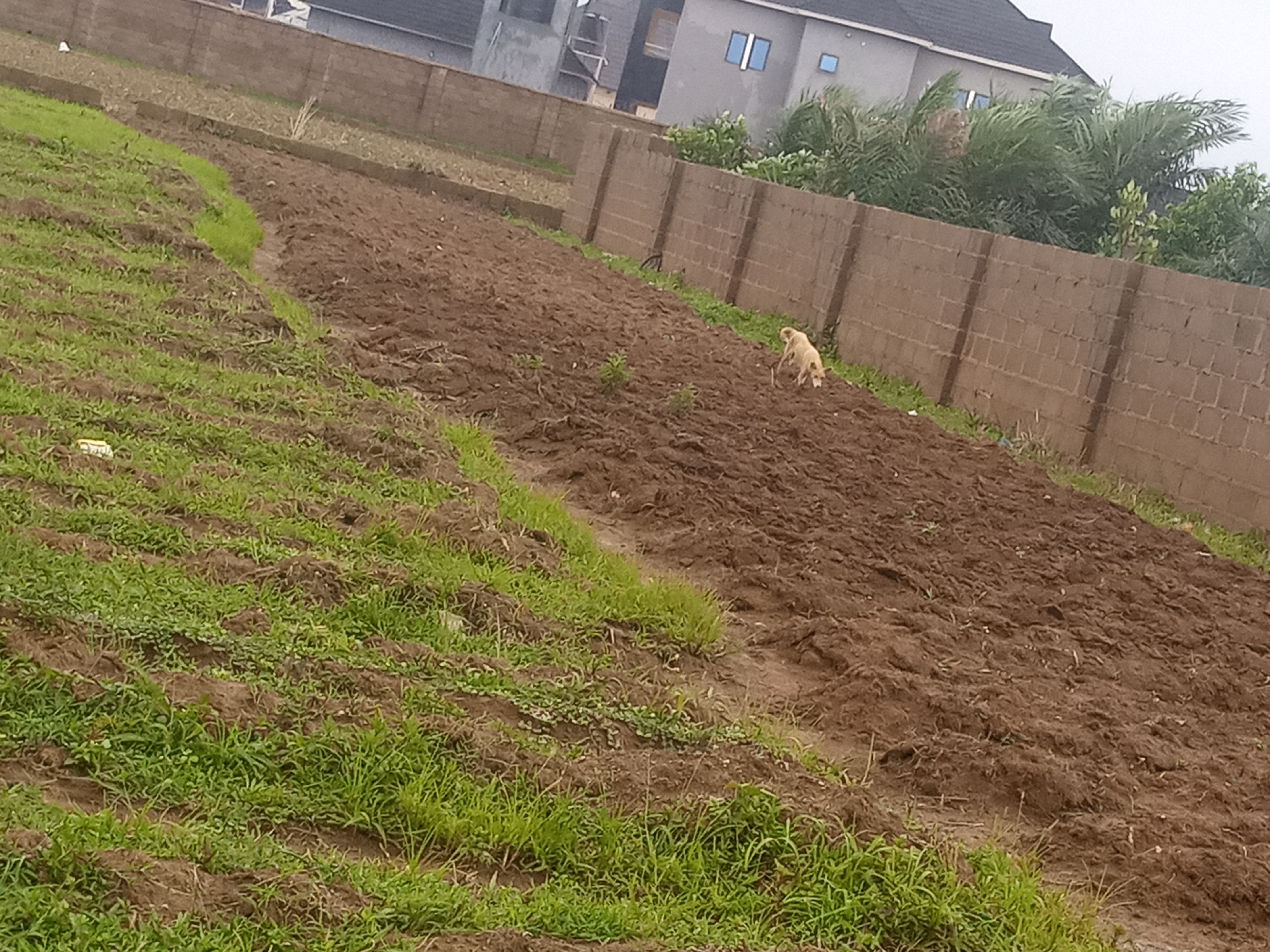 This media file captures an outdoor scene in Katon Rikkos, Nigeria. The primary subjects are a light-colored dog in a plowed field and the surrounding environment. The setting appears to be an agricultural area or a construction site undergoing development, with distinct sections of newly tilled brown earth and areas of green grass. A low brick wall borders the field, with modern buildings visible in the background, including a multi-story structure with blue windows and a dark-pitched roof. Lush green palm trees and other vegetation are interspersed behind the wall, suggesting a tropical or sub-tropical climate.
The dog is positioned in the center-right of the frame, appearing to be sniffing or foraging in the disturbed soil. The activity taking place is unclear, but the dog's posture suggests it is engaged in exploring the terrain. The overall impression of the scene is one of rural or semi-urban development, with evidence of both agricultural activity and construction.
Notable details include the overcast sky, which suggests the time of day could be morning or late afternoon, or simply a cloudy day. The weather appears to be humid, typical of the region. The presence of the buildings and the wall indicates human habitation and development. No visible text is present in the media file.