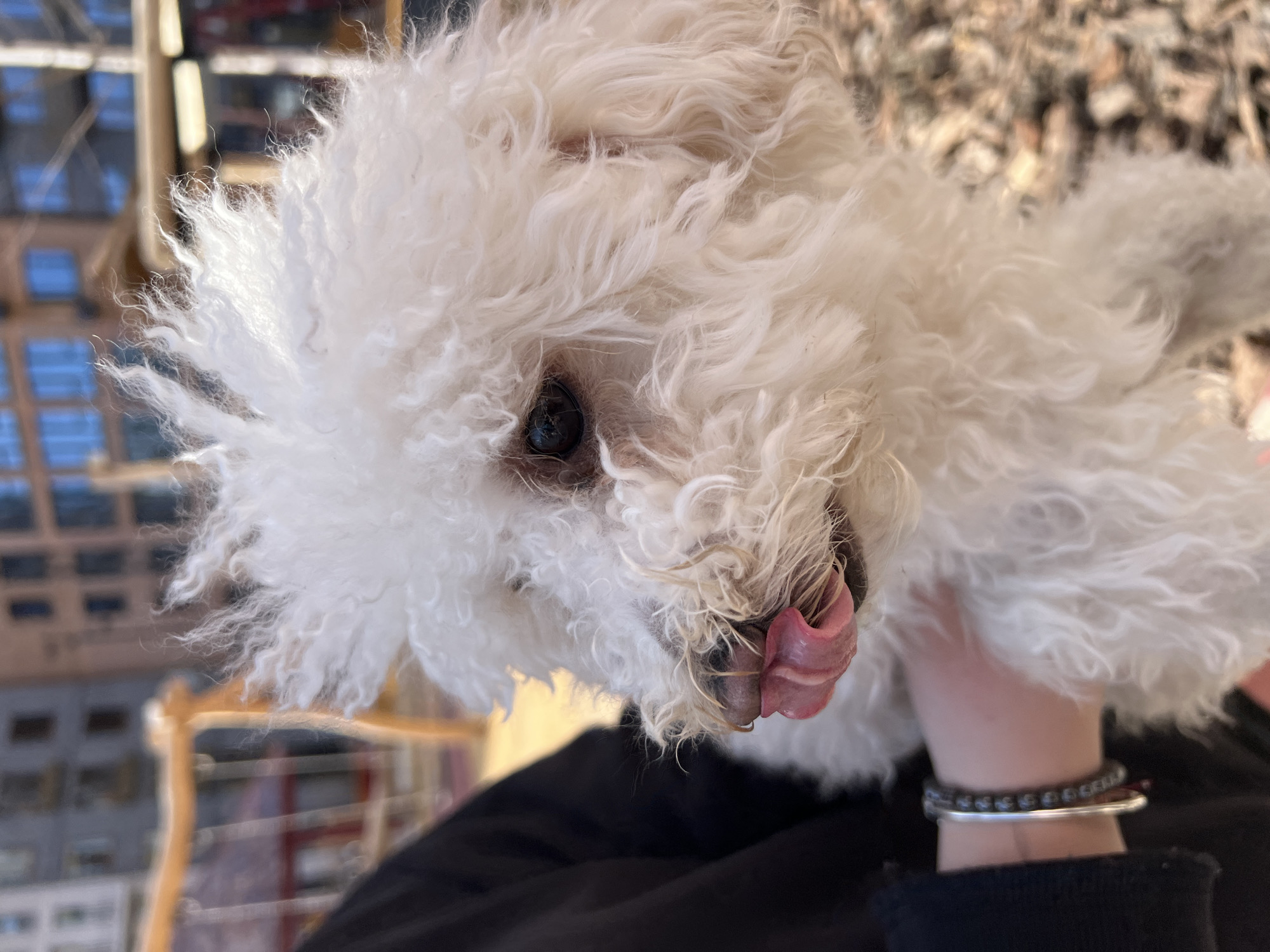A close-up, slightly tilted shot depicts a small, white dog with curly fur, likely a Bichon Frise or a similar breed, licking its nose with its tongue. The dog is being held by a person. The person's wrist is visible, adorned with a beaded bracelet and a silver cuff bracelet, and the person is wearing a black top. The background features a blurred view of a building with multiple windows, suggesting an urban setting. The exact location in the city of Tyumen, Russia cannot be determined from the visual information provided.